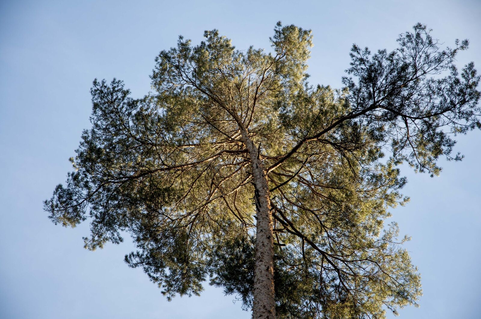 Nikon D90 sample photo. Palms of the north photography