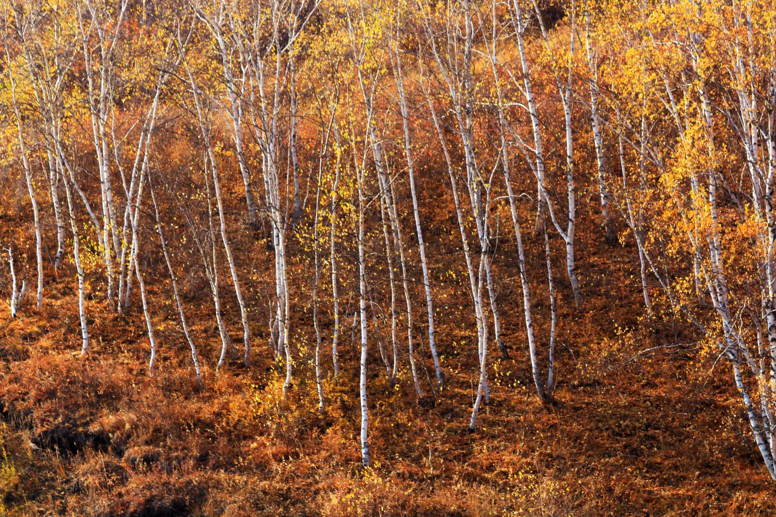 Canon EF 70-200mm F2.8L IS USM sample photo. Autumn, the scenery, golden photography