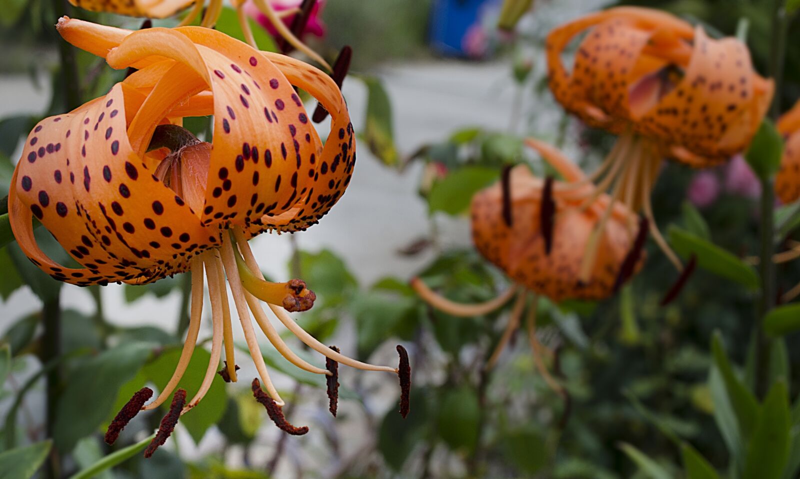 Nikon D5100 sample photo. λείριο the τίγρινο, lily, flower photography
