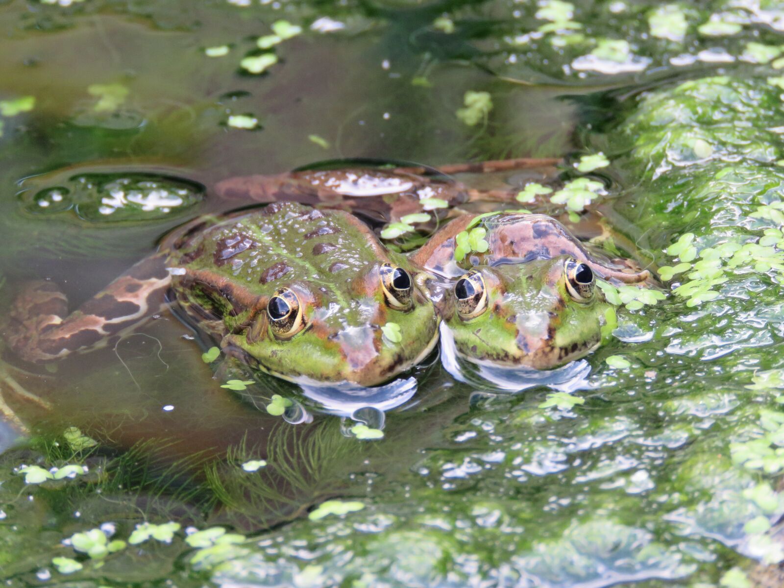 Canon PowerShot SX60 HS sample photo. Best friend, frogs, friends photography
