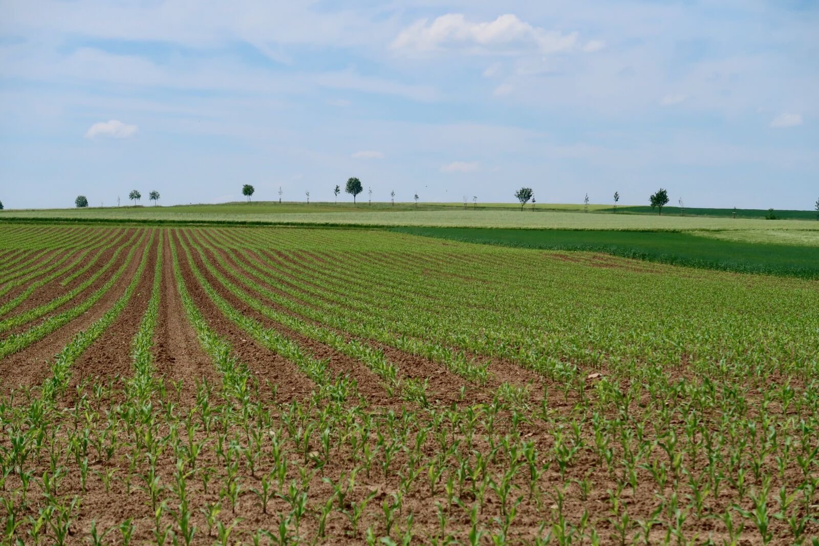 Canon PowerShot G7 X Mark II sample photo. Avenue, cornfield, trees photography