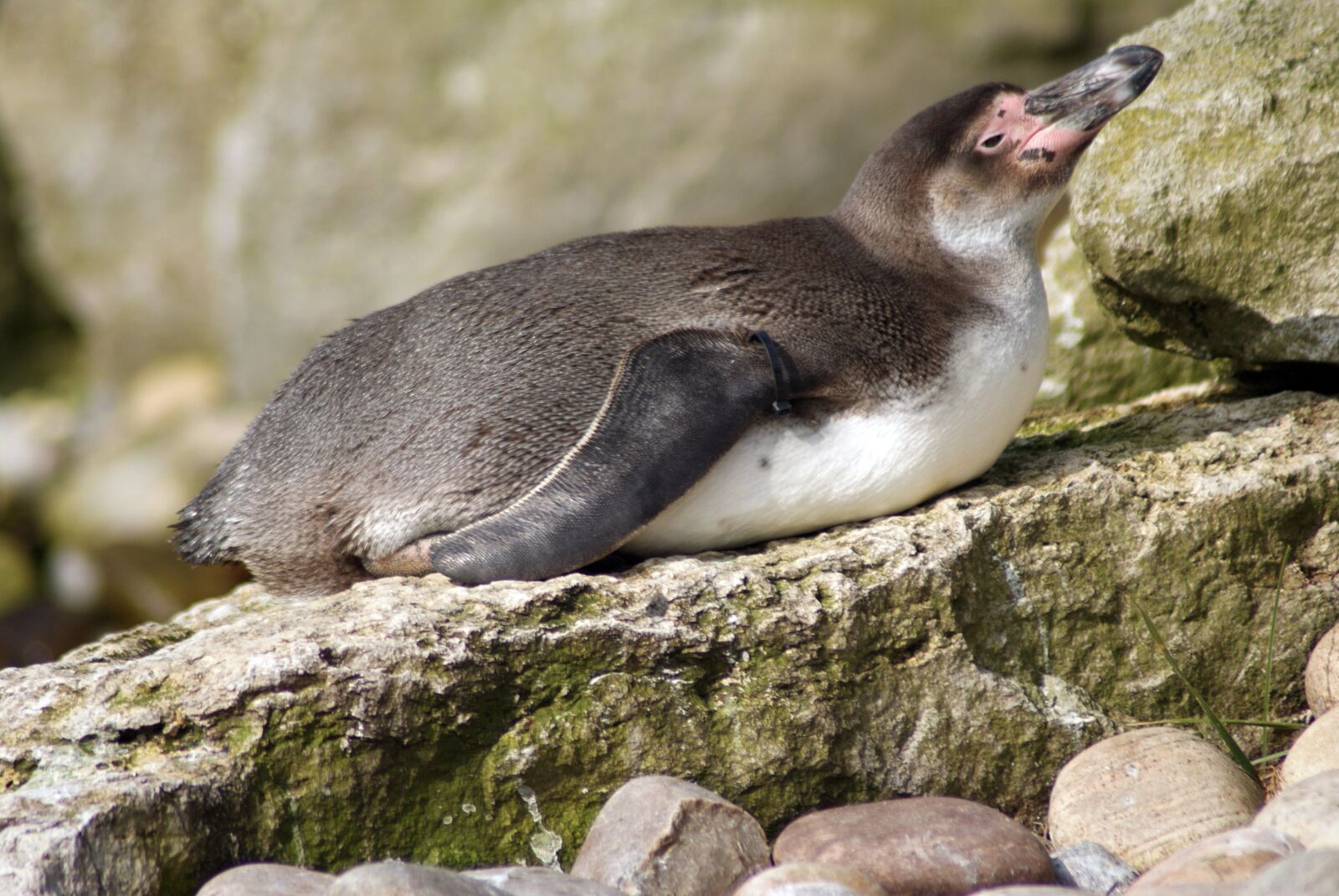 Sony Alpha DSLR-A300 sample photo. Penguin, animal, water photography