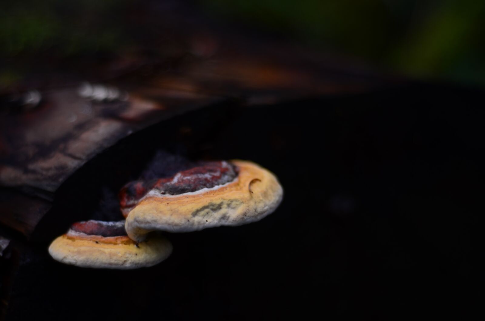 Nikon D7000 sample photo. Red edge on tree photography