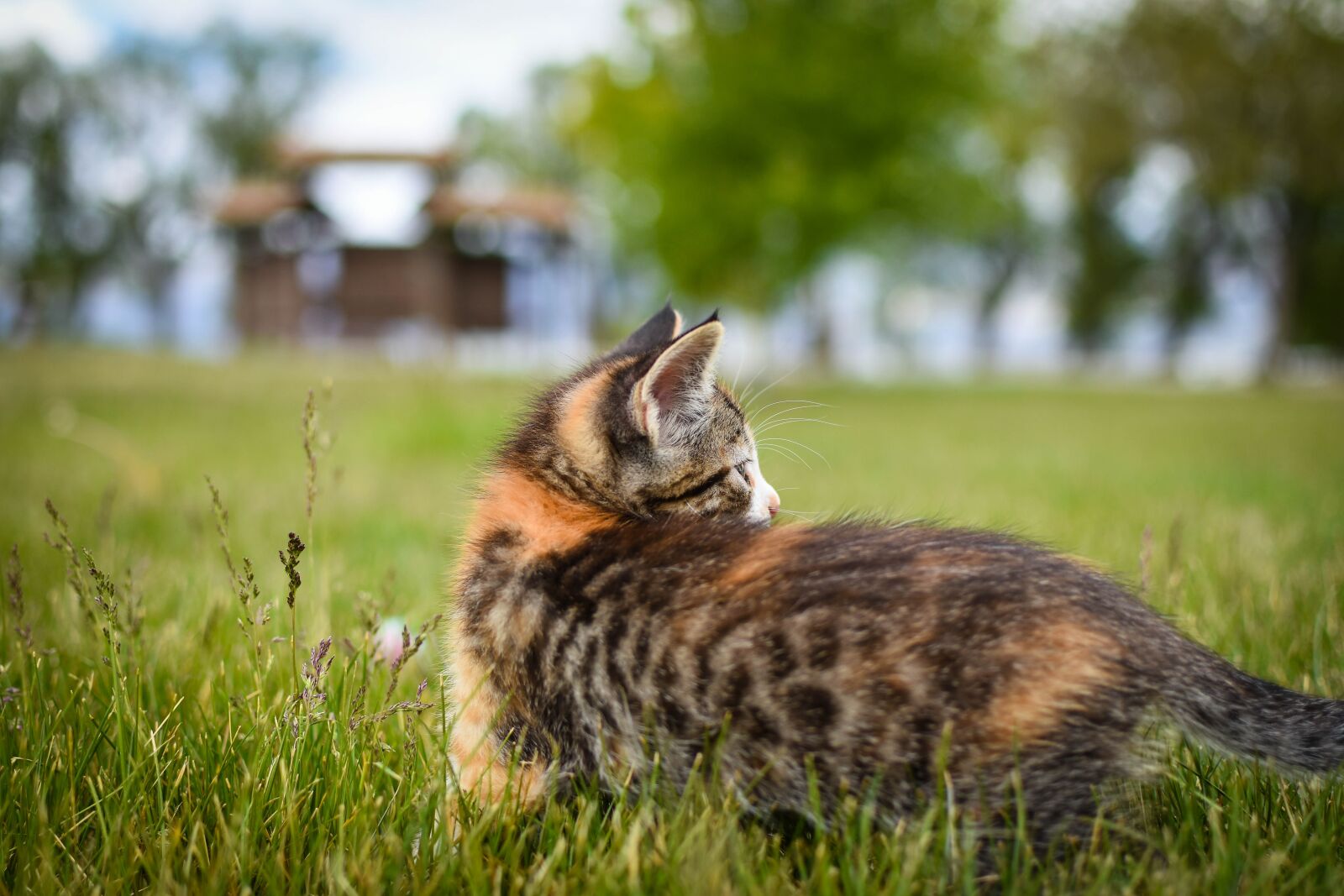 Nikon D7200 sample photo. Animal, nature, grass photography