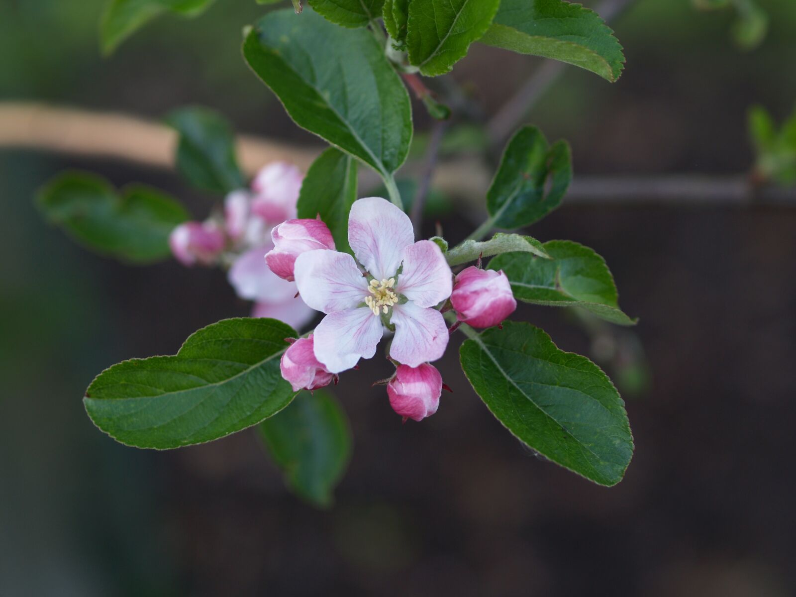 Olympus E-500 (EVOLT E-500) sample photo. Blossom, apple, orchard photography