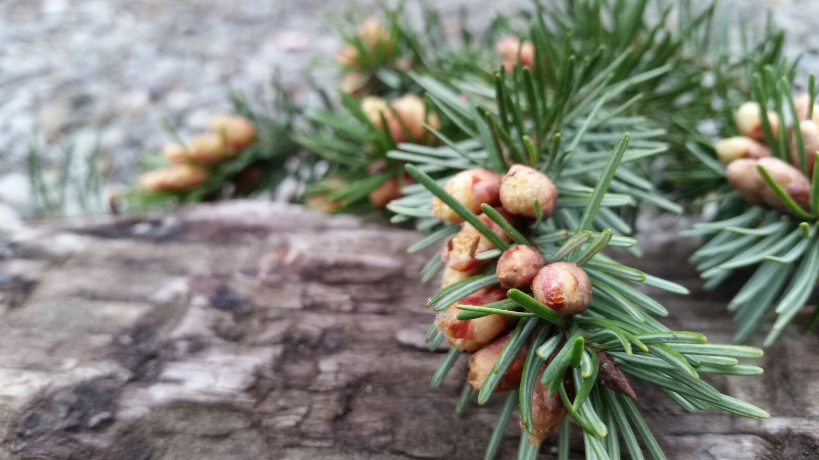 Samsung Galaxy S5 sample photo. Tree, nature, branch photography
