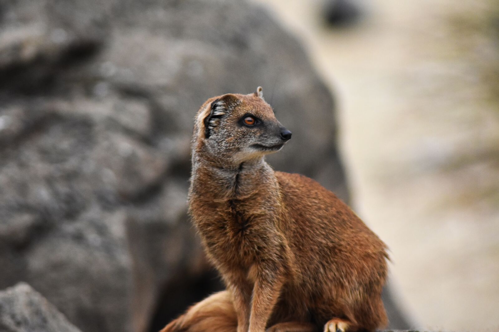 Nikon D3400 sample photo. Mongoose, africa, african photography
