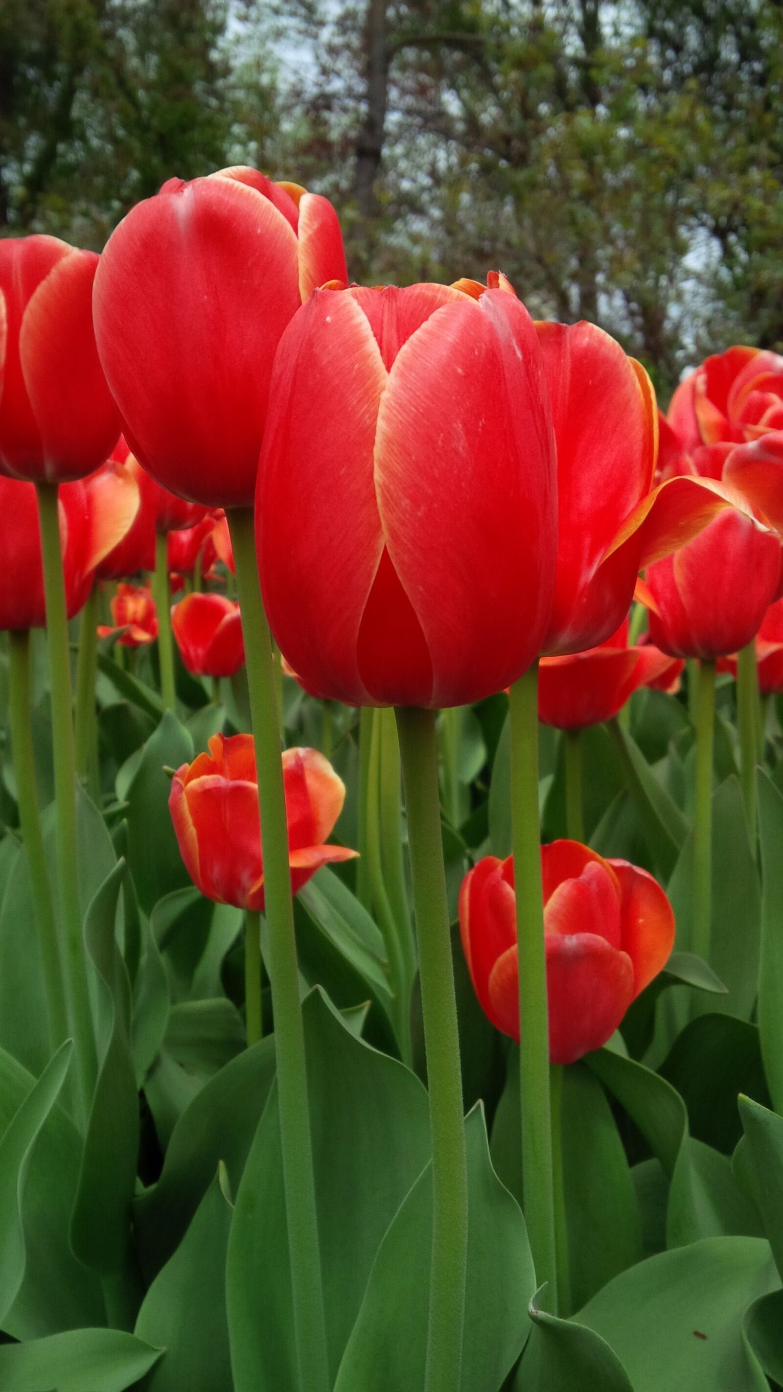BlackBerry Z10 sample photo. Flowers, tulip photography