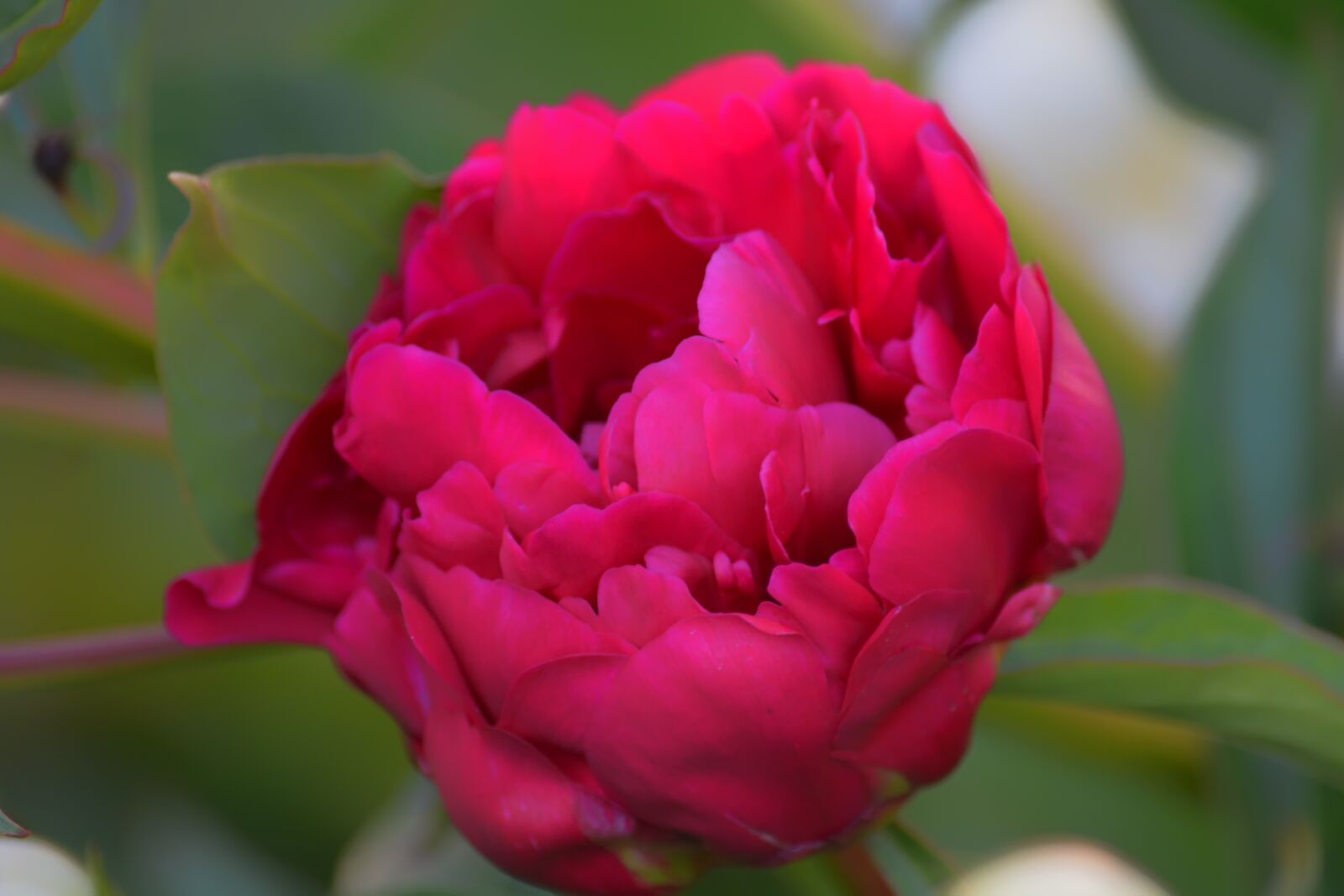 Nikon D5200 sample photo. Tenderness, flowers, garden photography