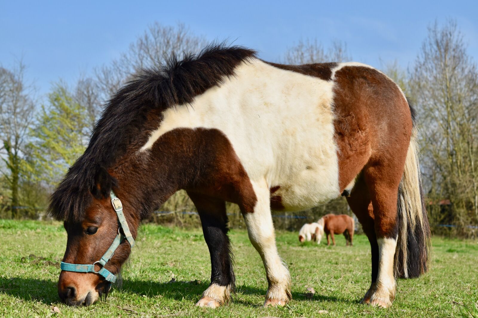 Nikon D5600 sample photo. Shetland pony, pony, small photography