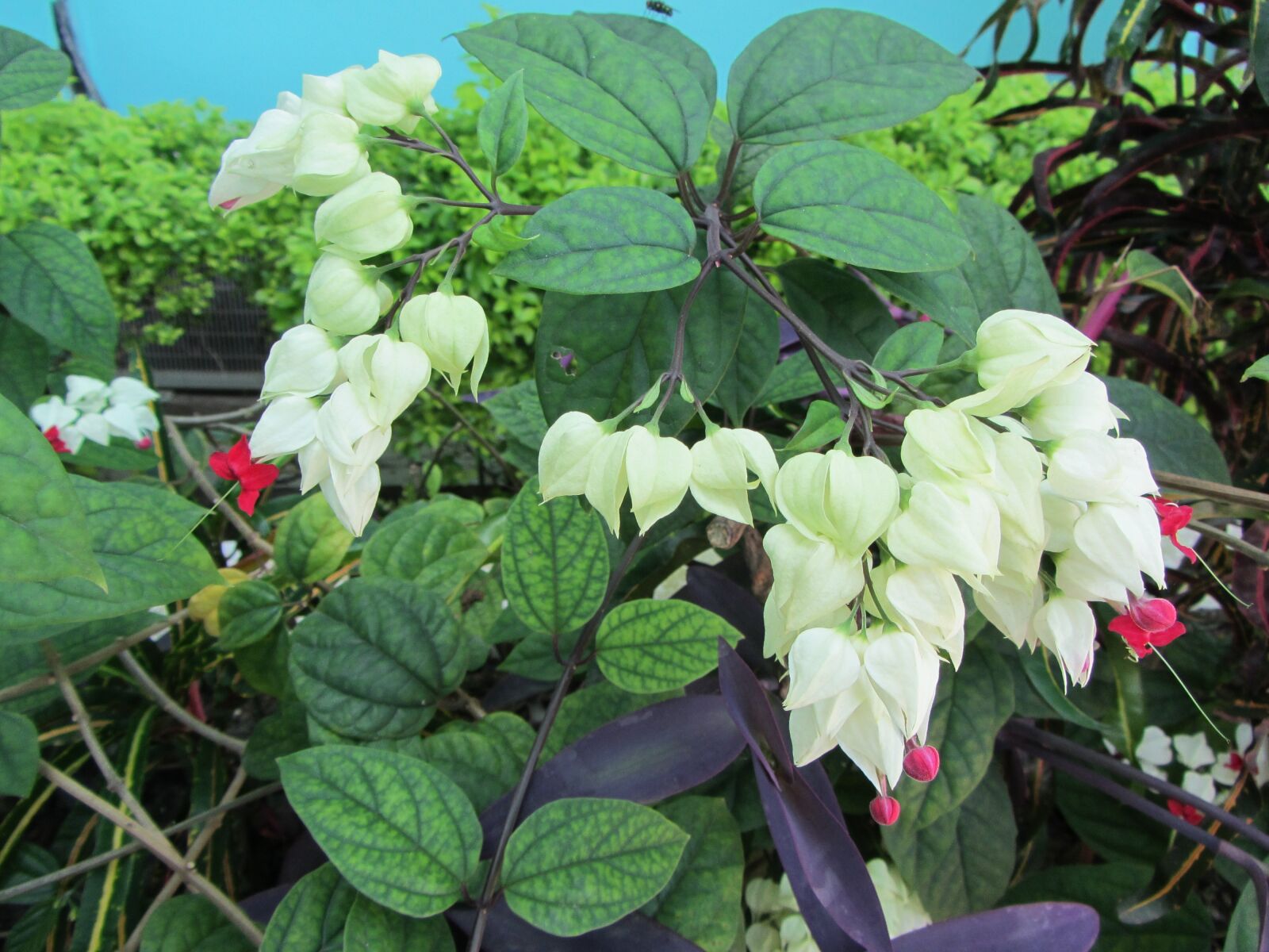 Canon PowerShot SX230 HS sample photo. Flower, tropical, blossom photography