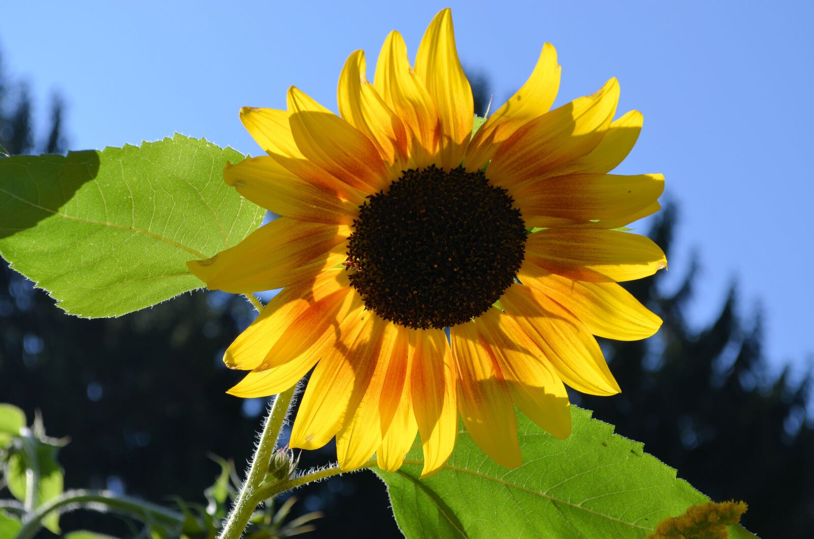 Nikon D5100 sample photo. Sunflower, flower, yellow photography