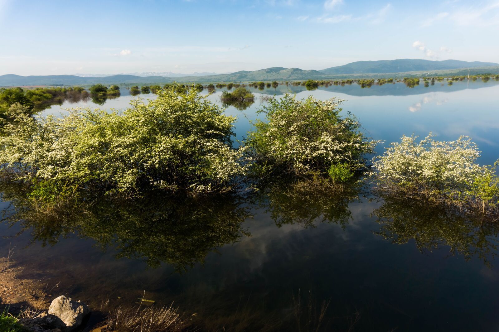 Sony Alpha a5000 (ILCE 5000) sample photo. Lake, flowers, landscape photography