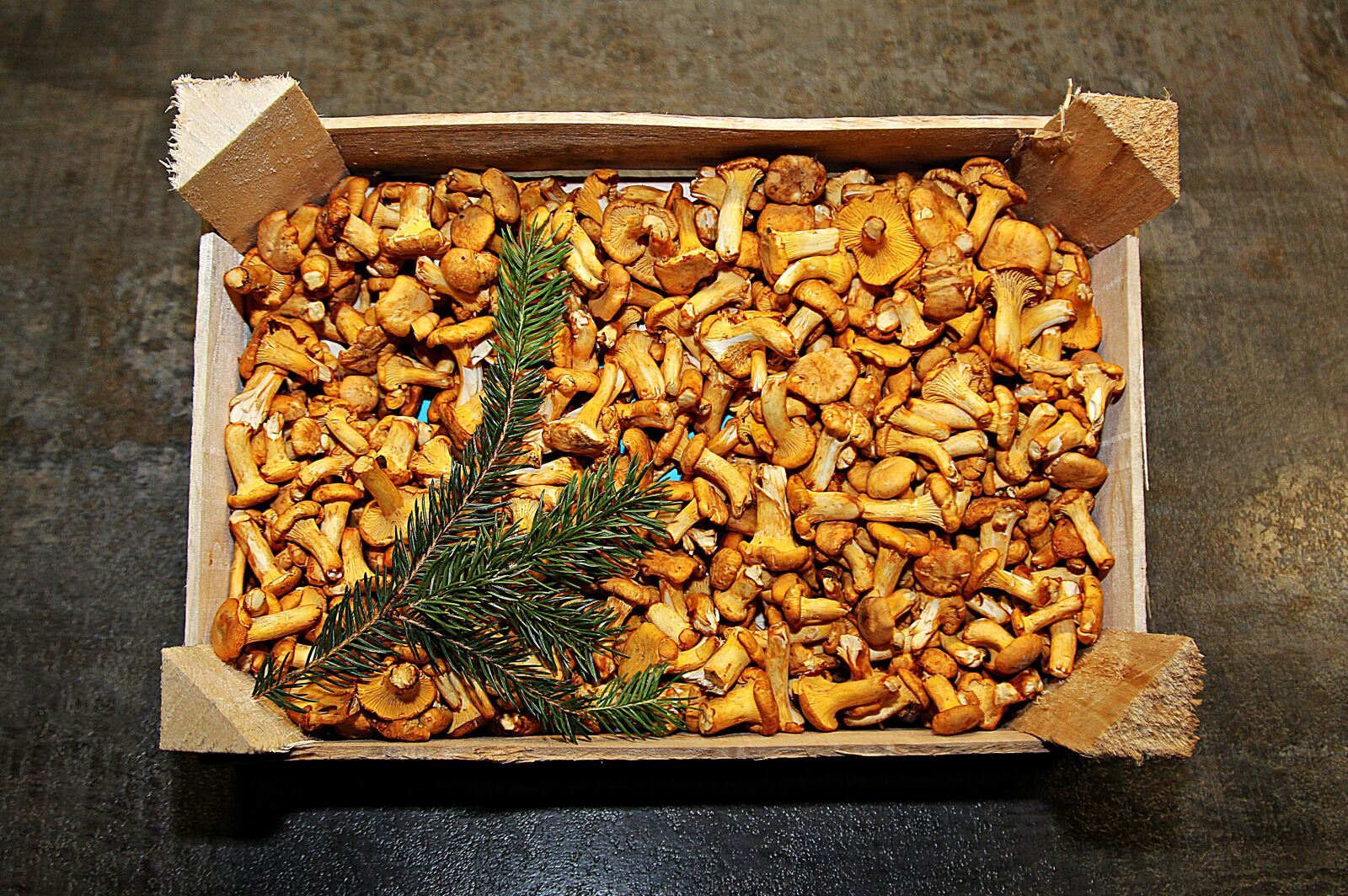 Canon EOS 60D + Canon EF 24-105mm F4L IS USM sample photo. Chanterelles, eierschwammerl, mushrooms photography