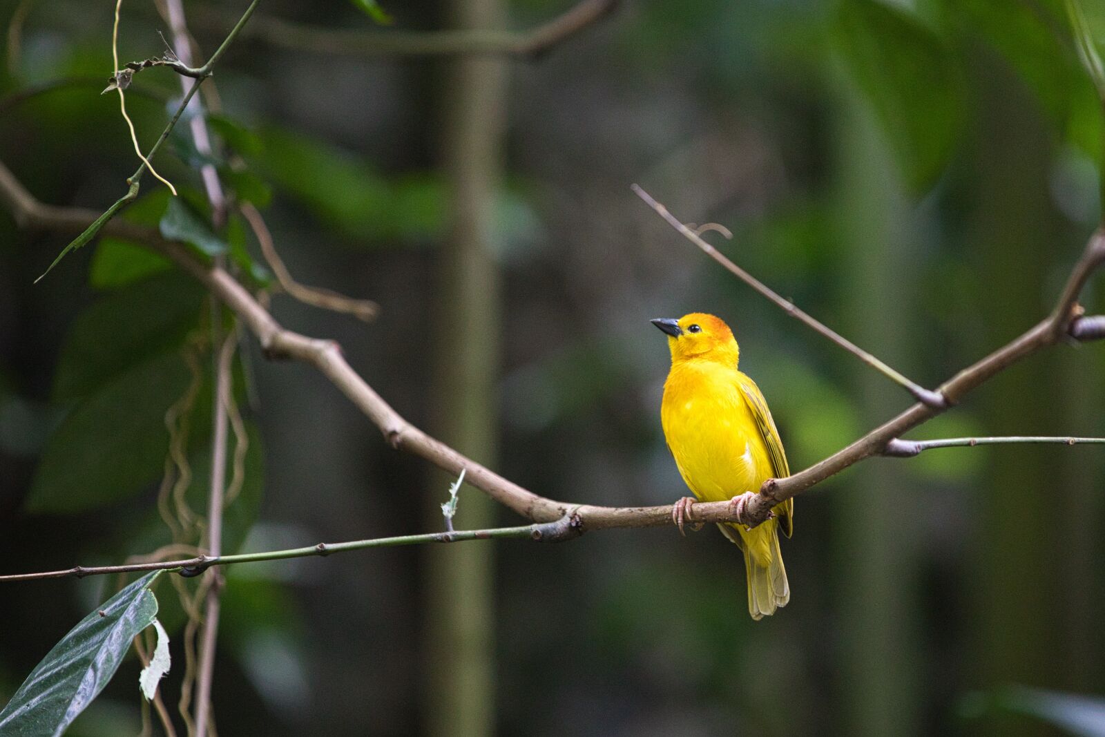 Canon EOS 5D Mark IV + Canon EF 70-200mm F2.8L IS II USM sample photo. Bird, flagmingo, animal photography