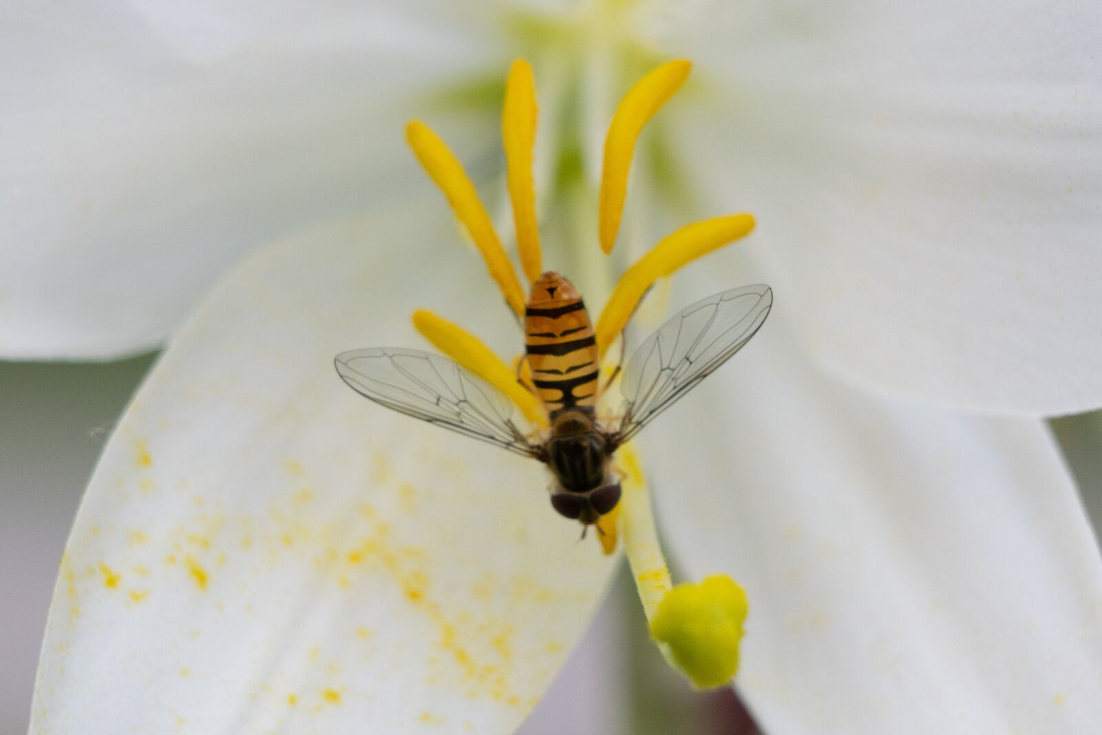 Nikon D3300 sample photo. Flower, lily, insect photography