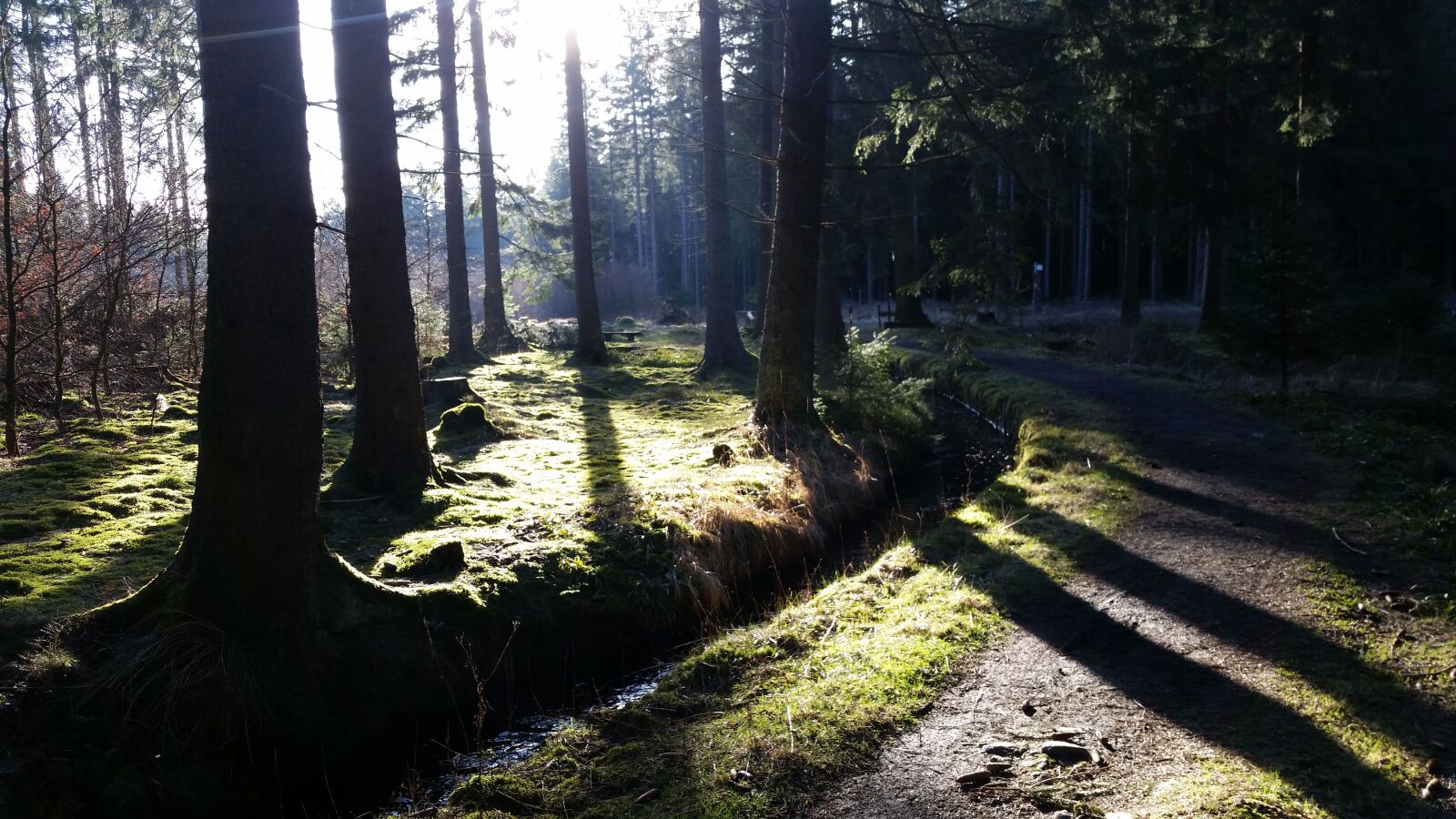 Samsung Galaxy S5 sample photo. Forest, walk, nature photography