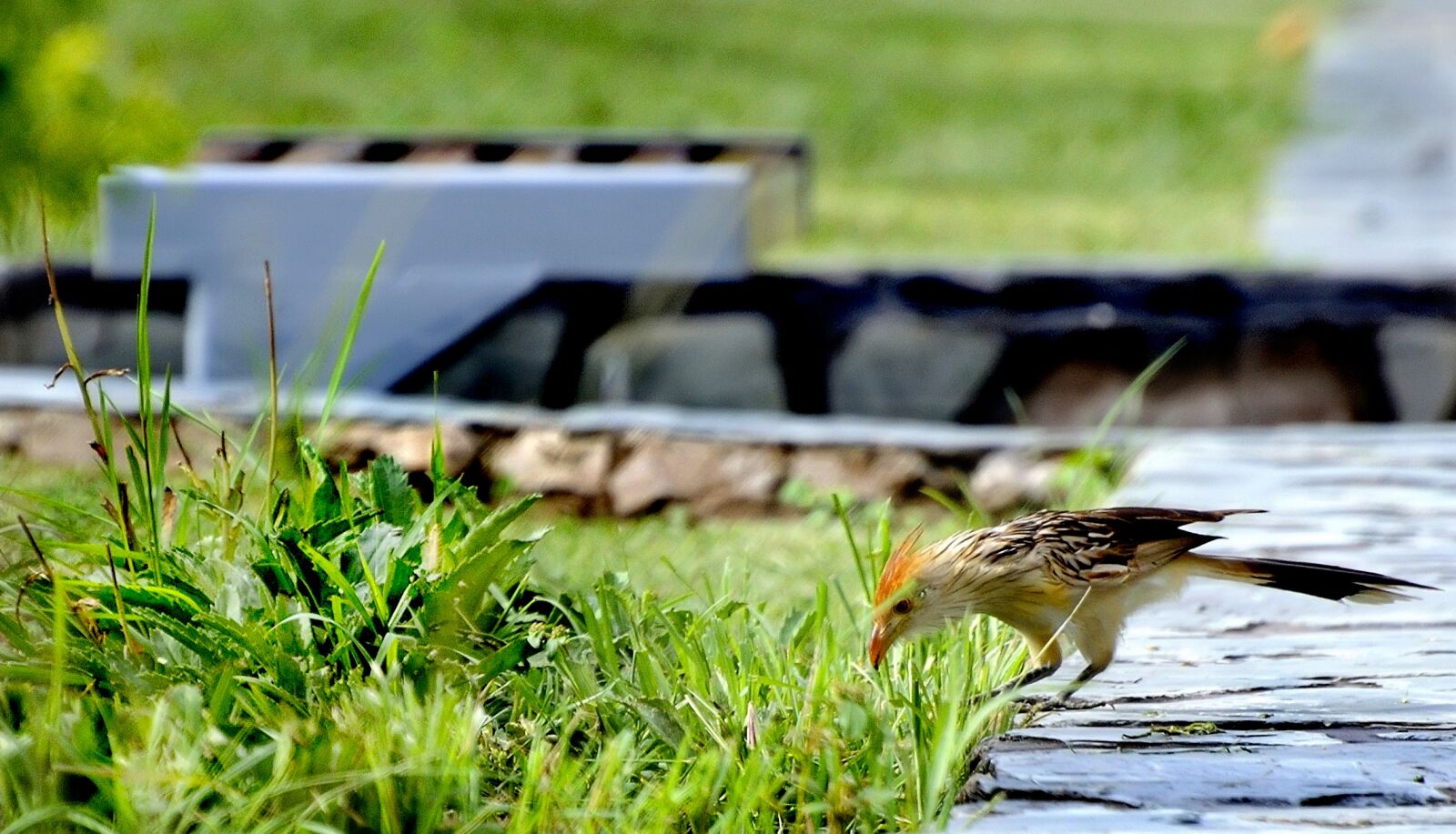 Nikon D90 sample photo. Lawn, nature, outdoors photography