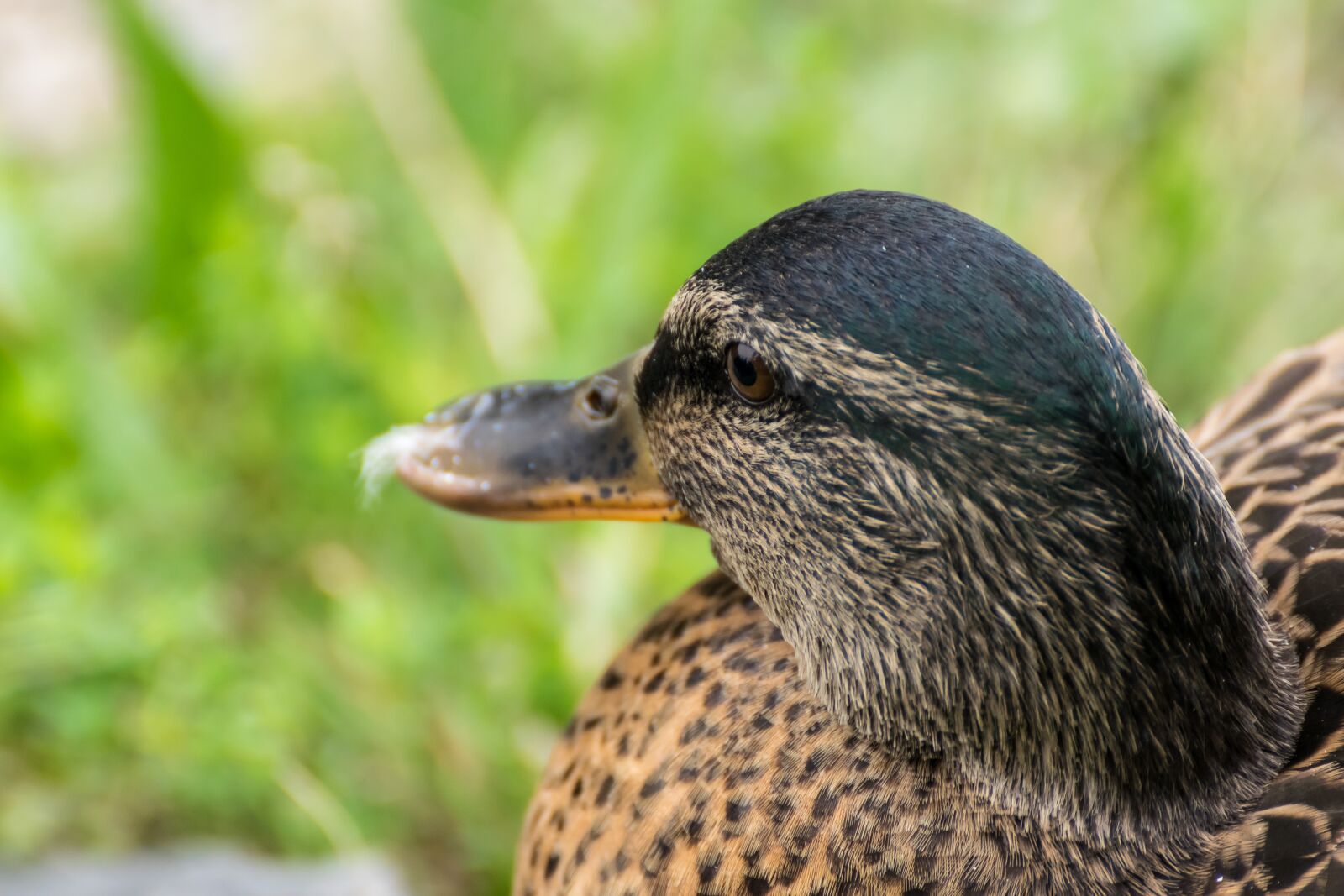 Tamron SP 70-300mm F4-5.6 Di VC USD sample photo. Mallard, nature, duck photography