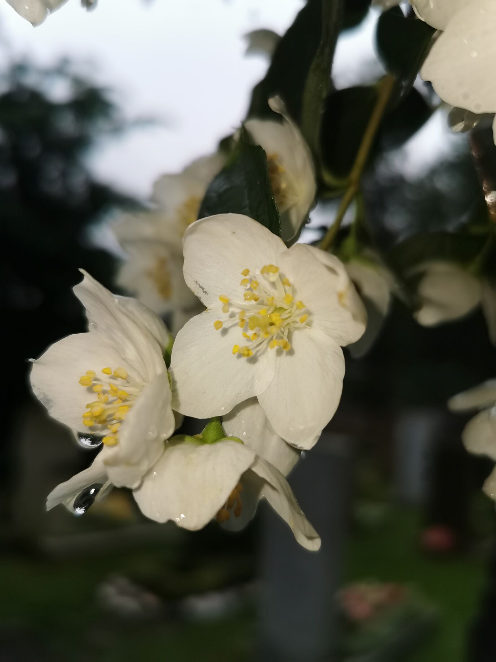 HUAWEI P30 Pro sample photo. Flower, rain, tree photography