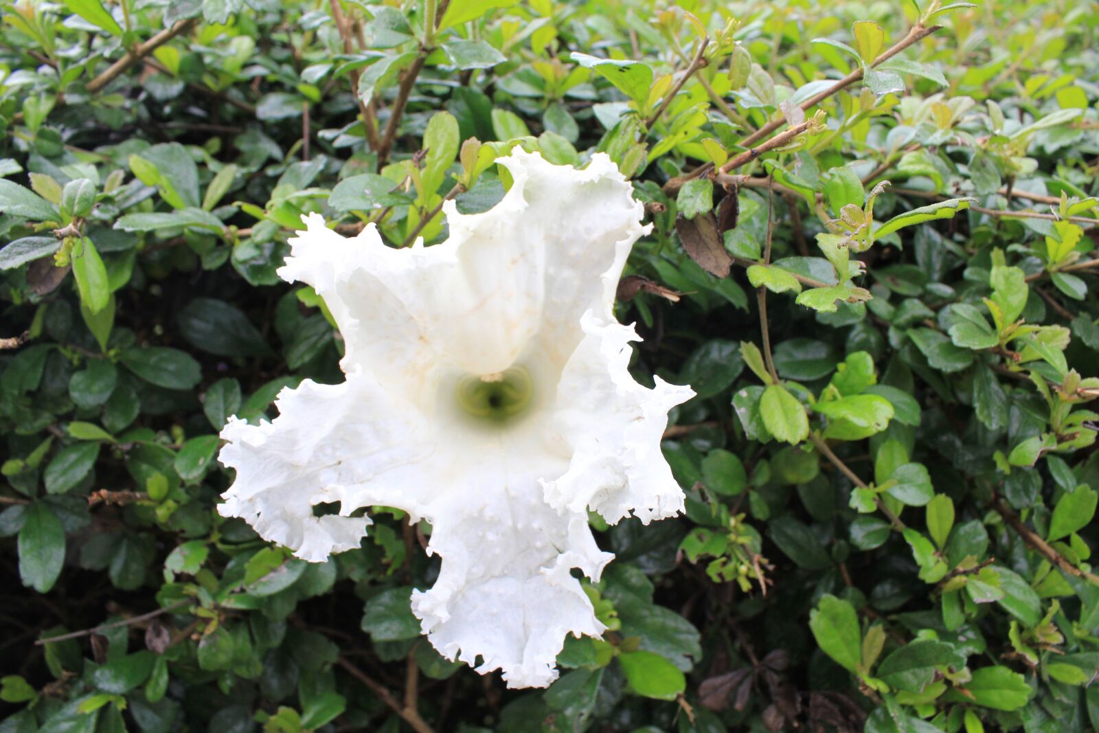 Canon EOS 550D (EOS Rebel T2i / EOS Kiss X4) sample photo. Natural, flower, nature photography