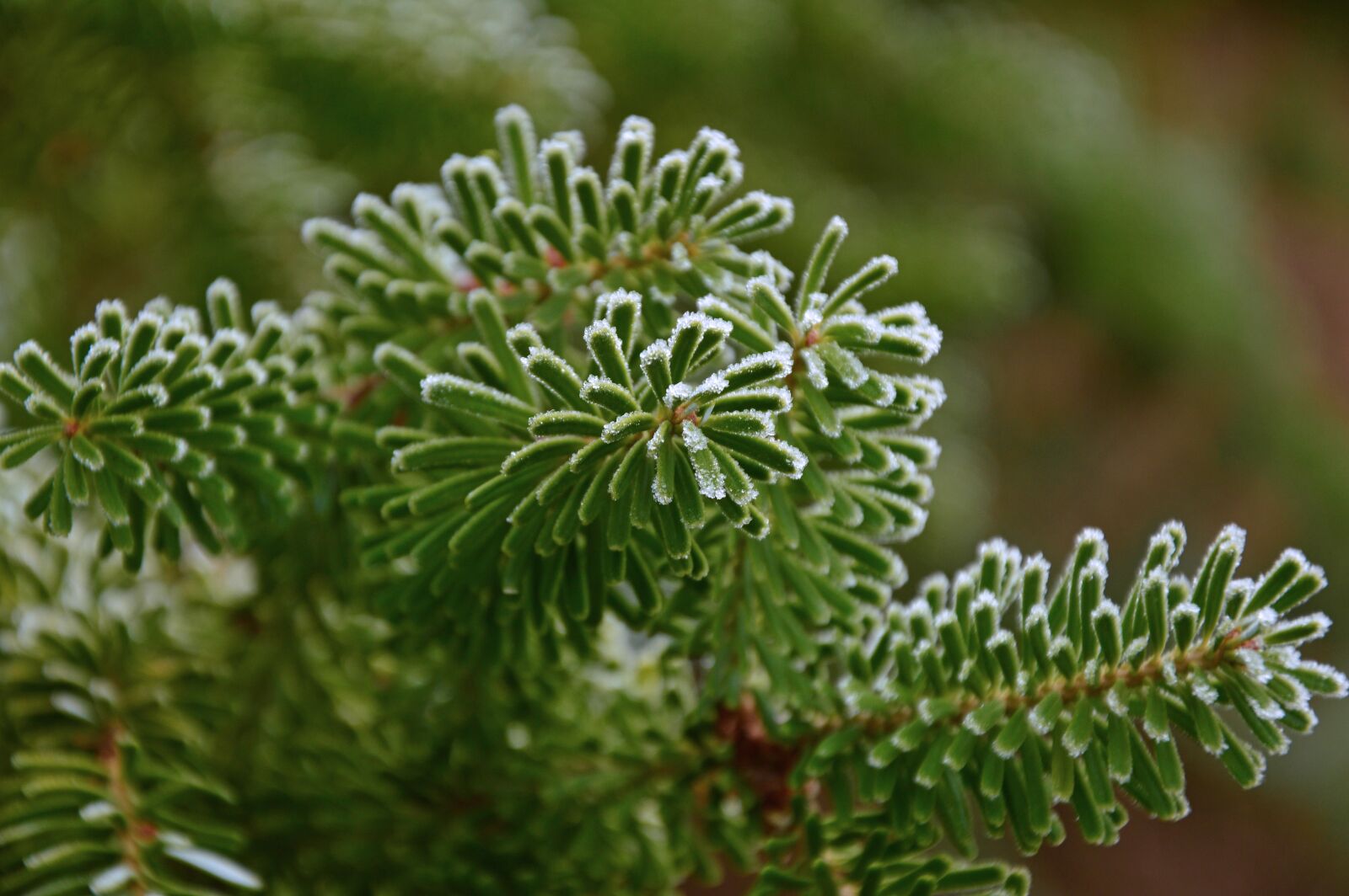 Nikon D3200 sample photo. Fir tree, tannenzweig, fir photography