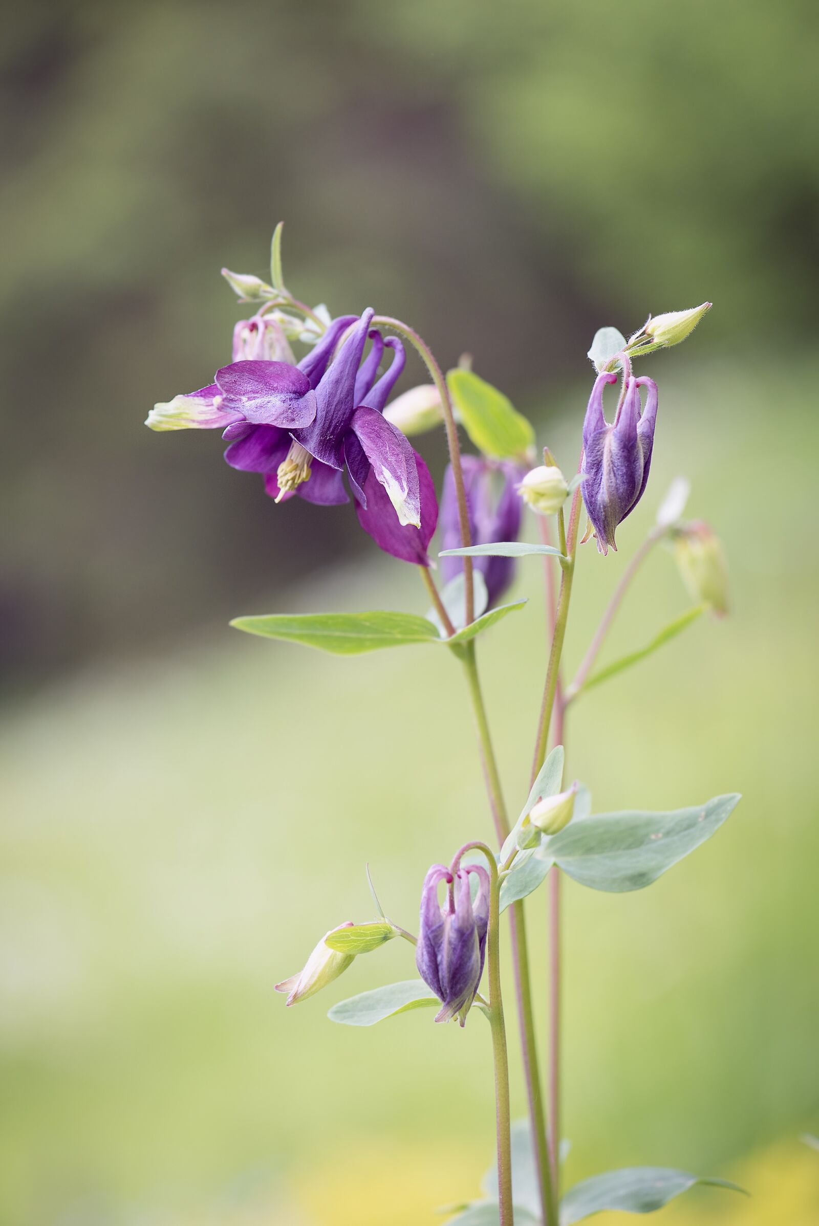 Nikon D750 sample photo. Columbine, flower, purple photography