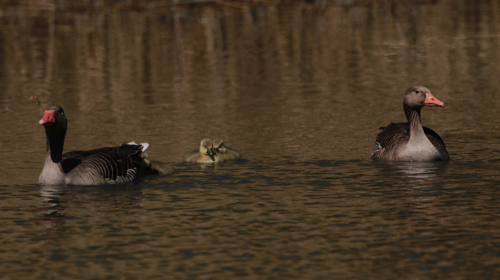 150-600mm F5-6.3 DG OS HSM | Contemporary 015 sample photo. Lake, spring, nature photography