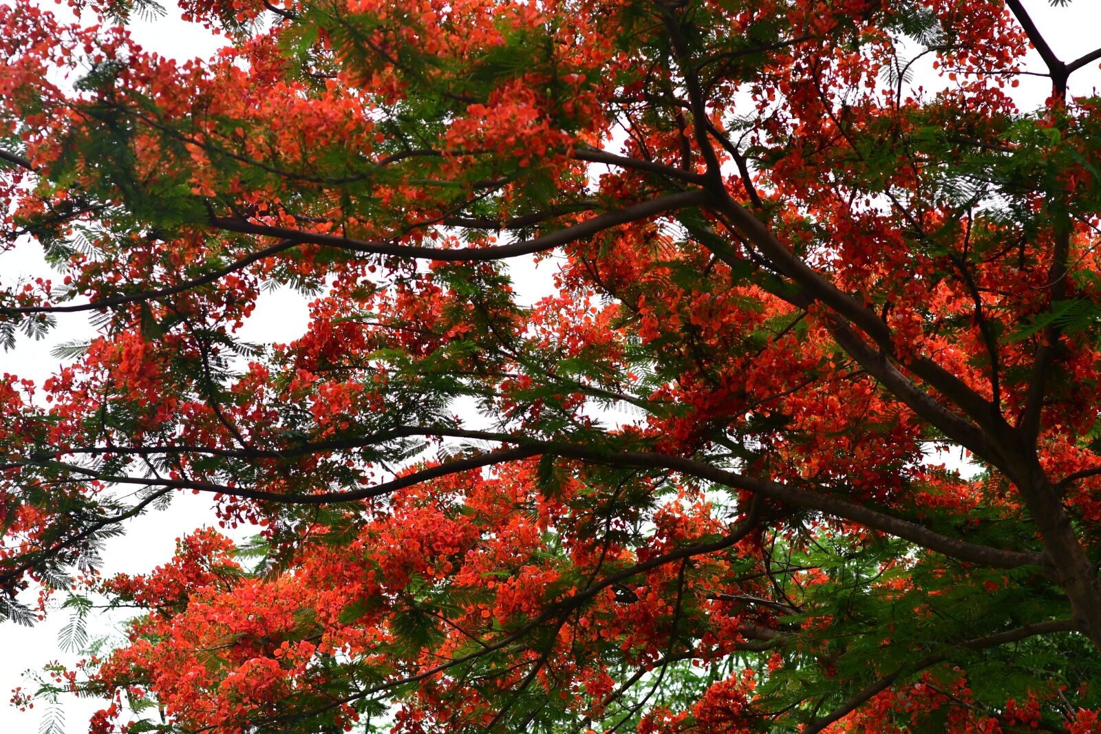 Nikon D500 sample photo. Flamboyant, caesalpinioideae, exotic photography