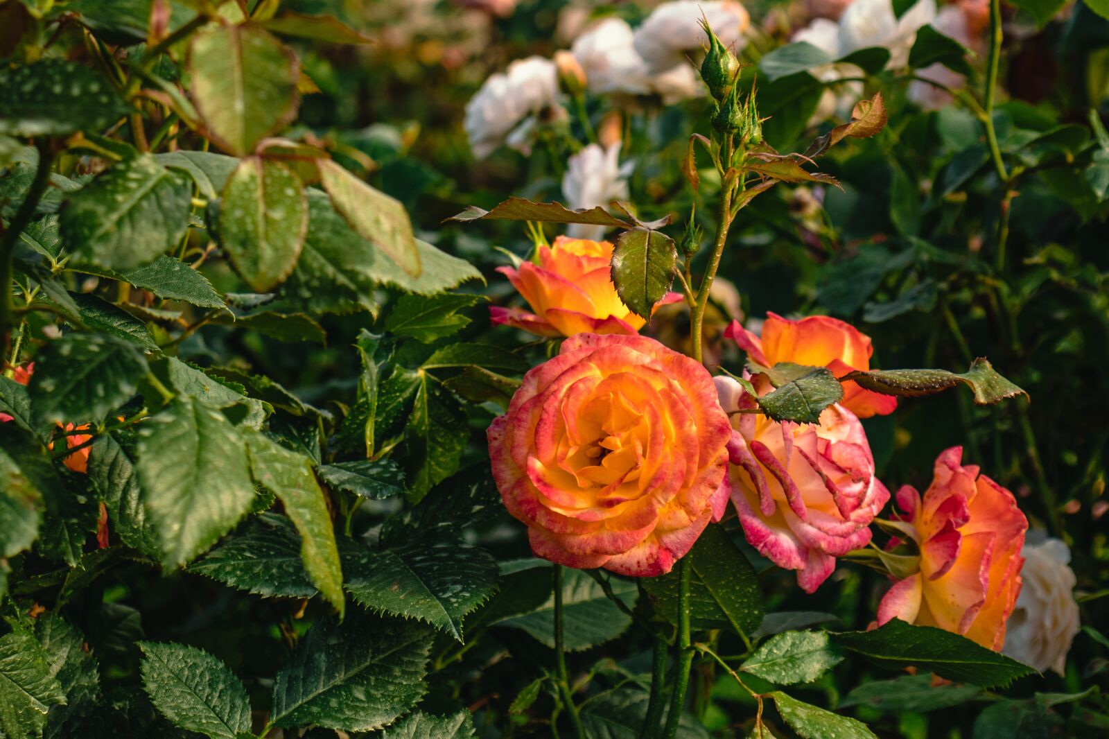 Canon EOS 77D (EOS 9000D / EOS 770D) sample photo. Roses, bush, bloom photography