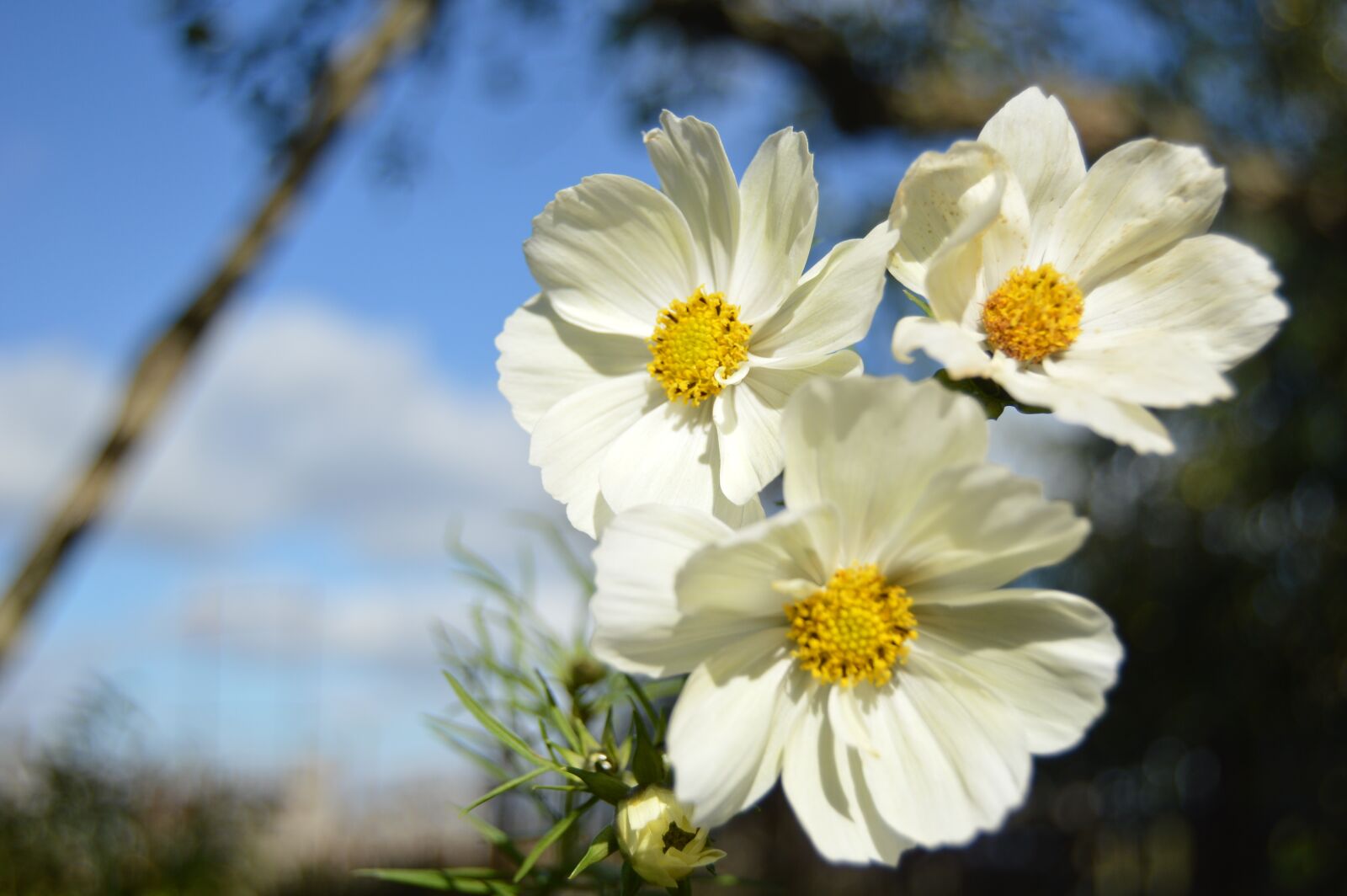 Nikon D3200 sample photo. Flower, cosmos, macro photography