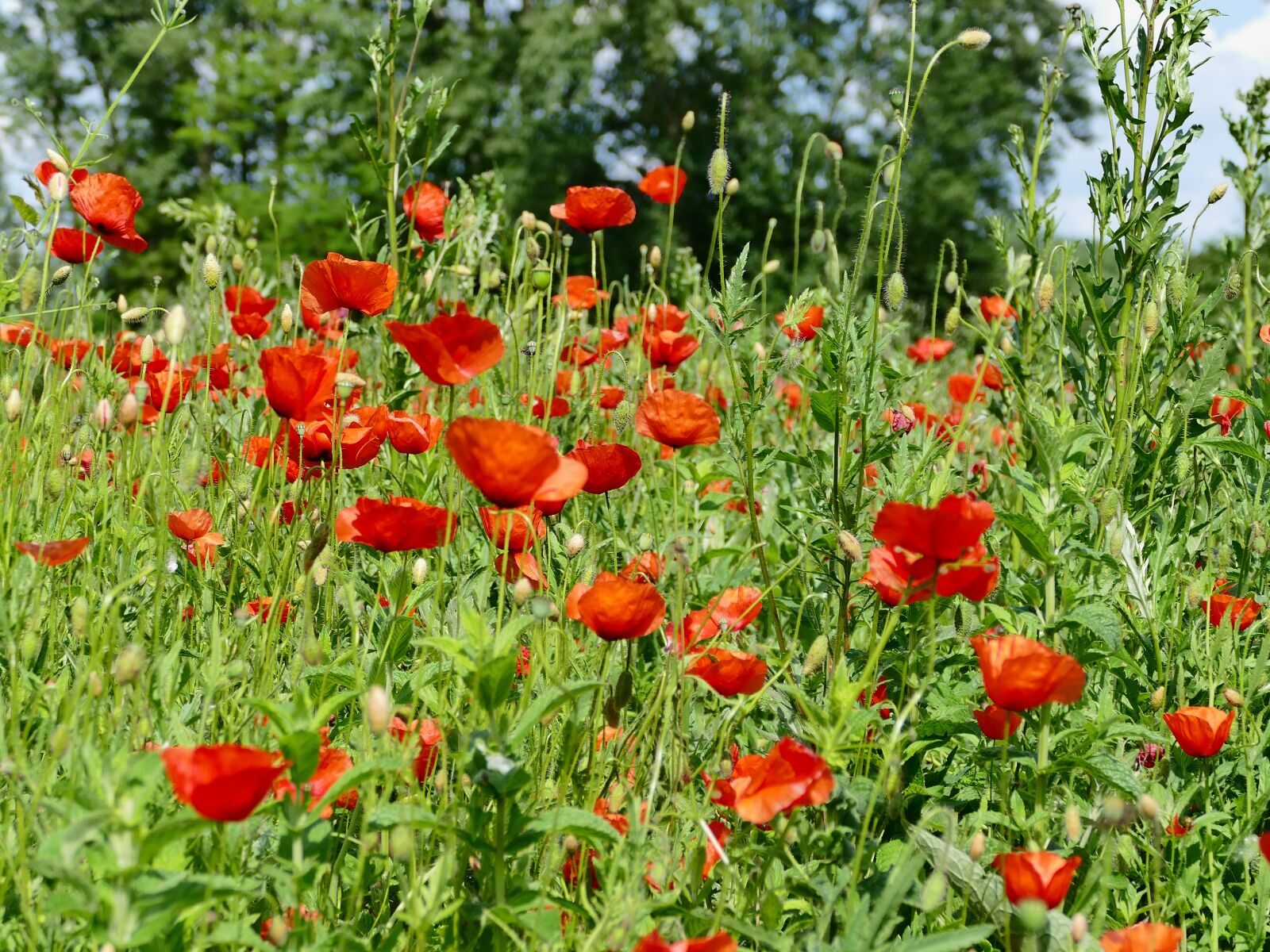 Panasonic Lumix DMC-FZ1000 sample photo. Poppy, divý, meadow photography