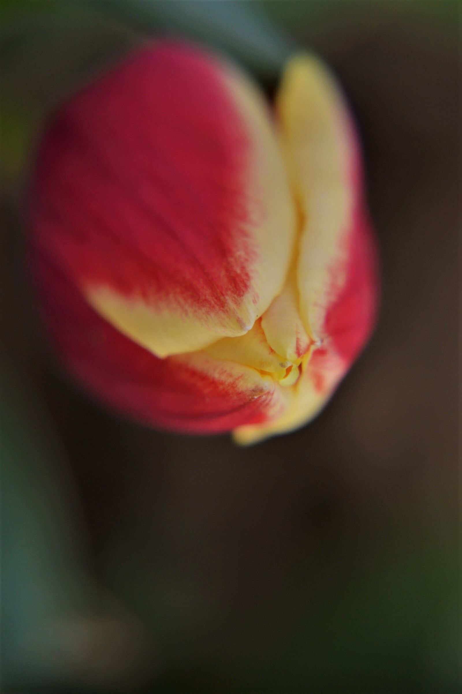 Nikon D3200 sample photo. Tulip, flower, spring photography