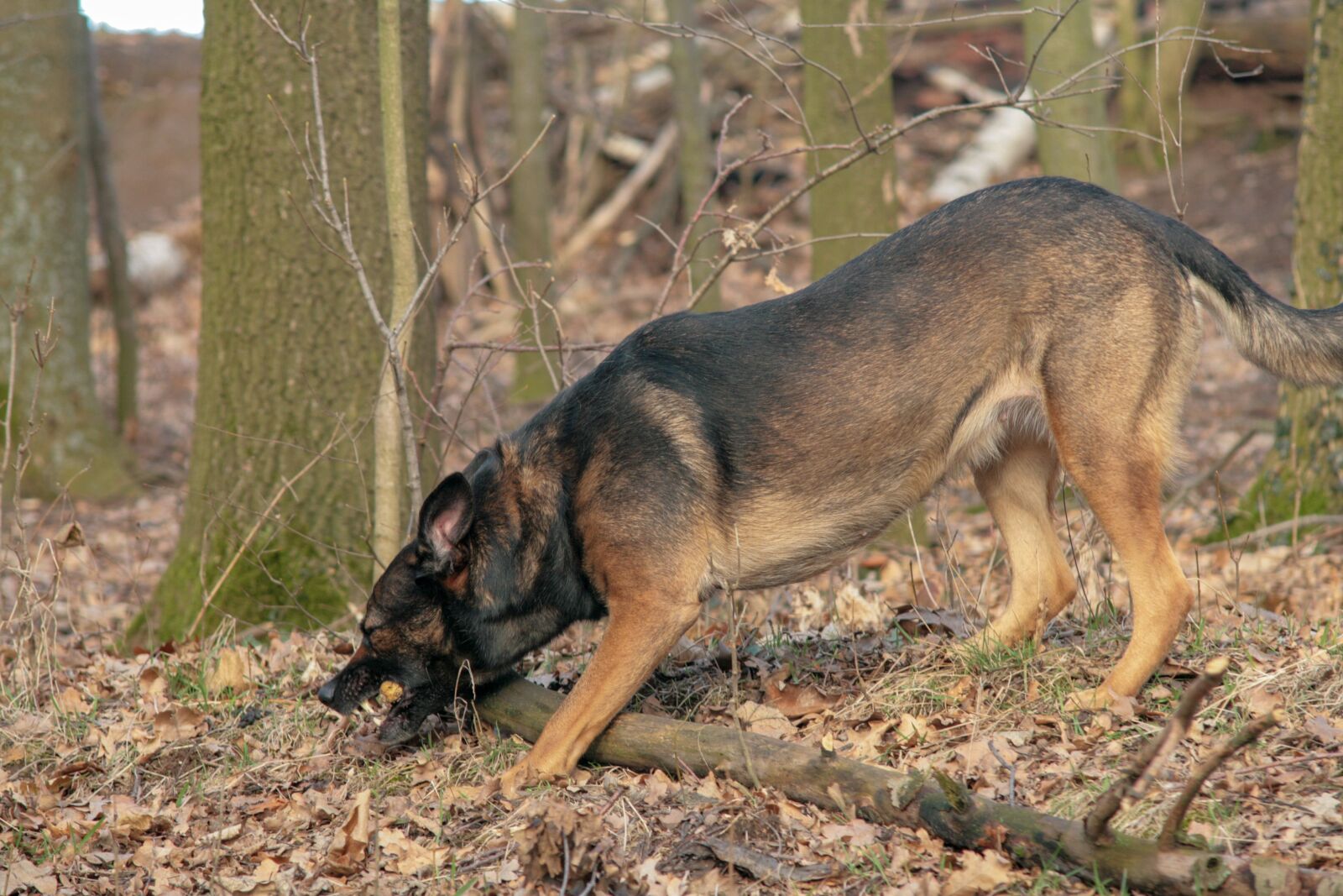 Canon EOS 400D (EOS Digital Rebel XTi / EOS Kiss Digital X) sample photo. Dog, belgian, scheppard photography