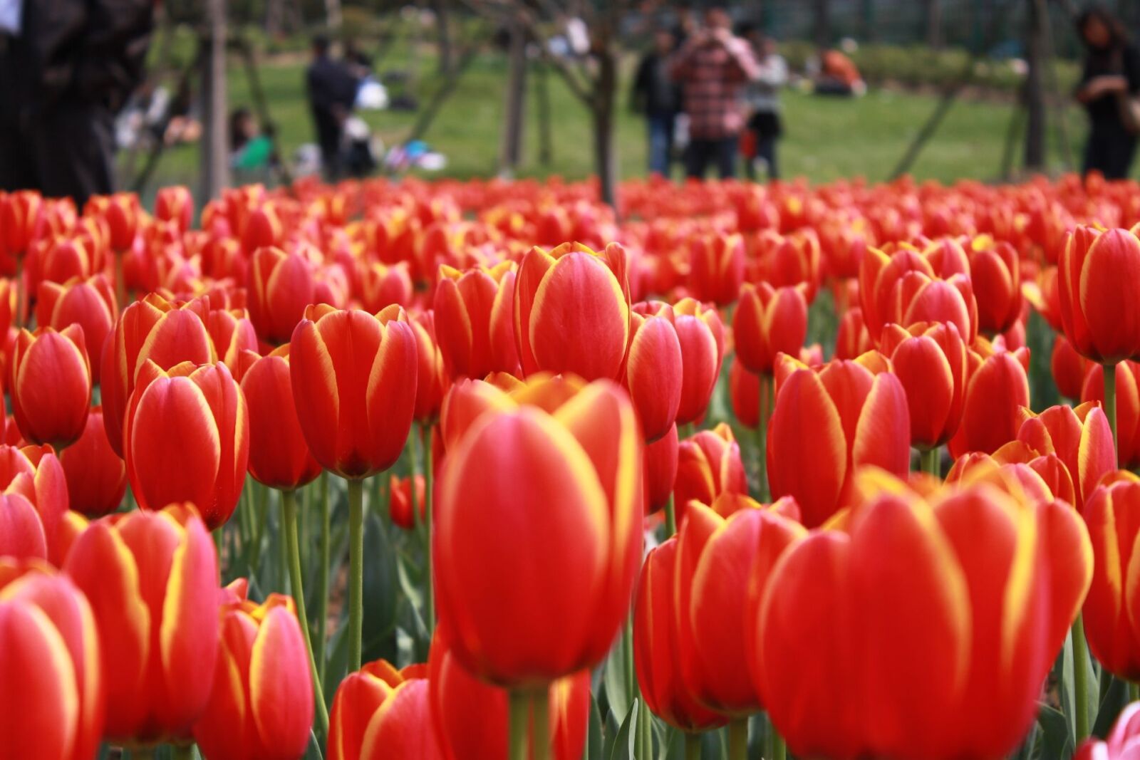 Canon EOS 500D (EOS Rebel T1i / EOS Kiss X3) sample photo. Tulip, flower, garden photography