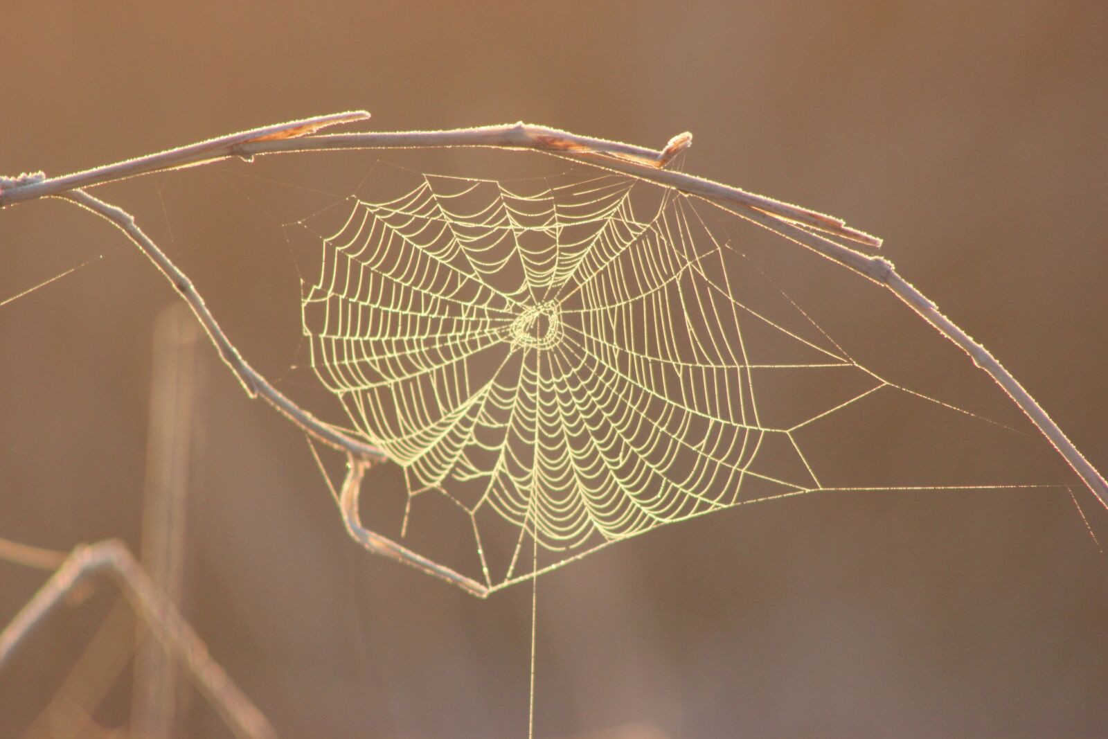 Canon EOS 550D (EOS Rebel T2i / EOS Kiss X4) sample photo. Spider web, morning, web photography