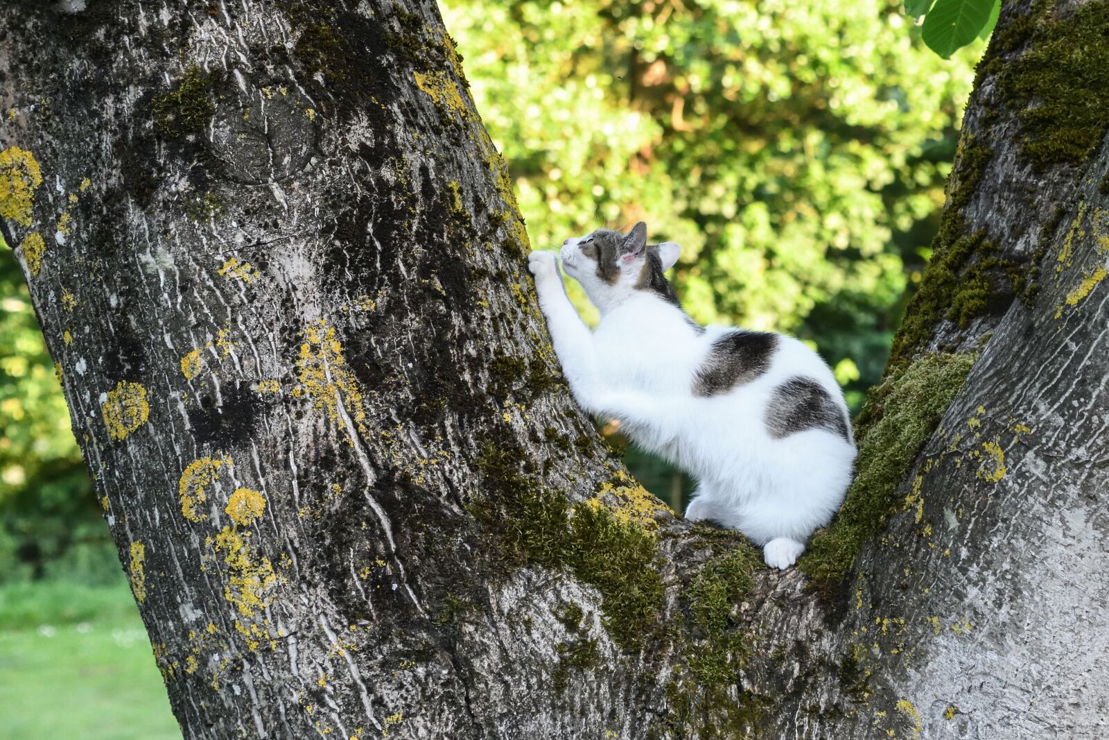 Nikon D500 sample photo. Cat, tree, scratch photography