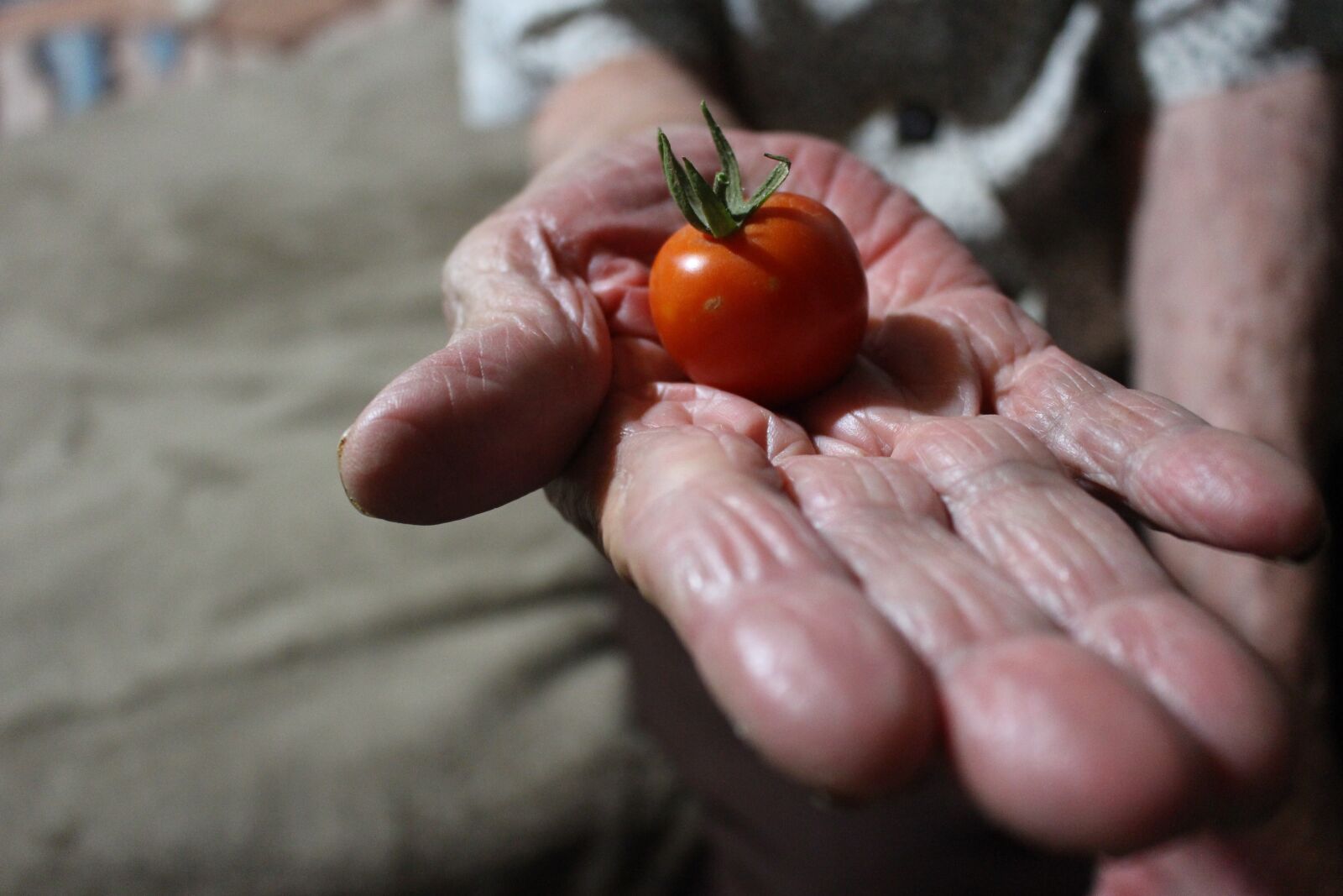 Canon EOS 700D (EOS Rebel T5i / EOS Kiss X7i) sample photo. Tomato, hand, grandmother photography