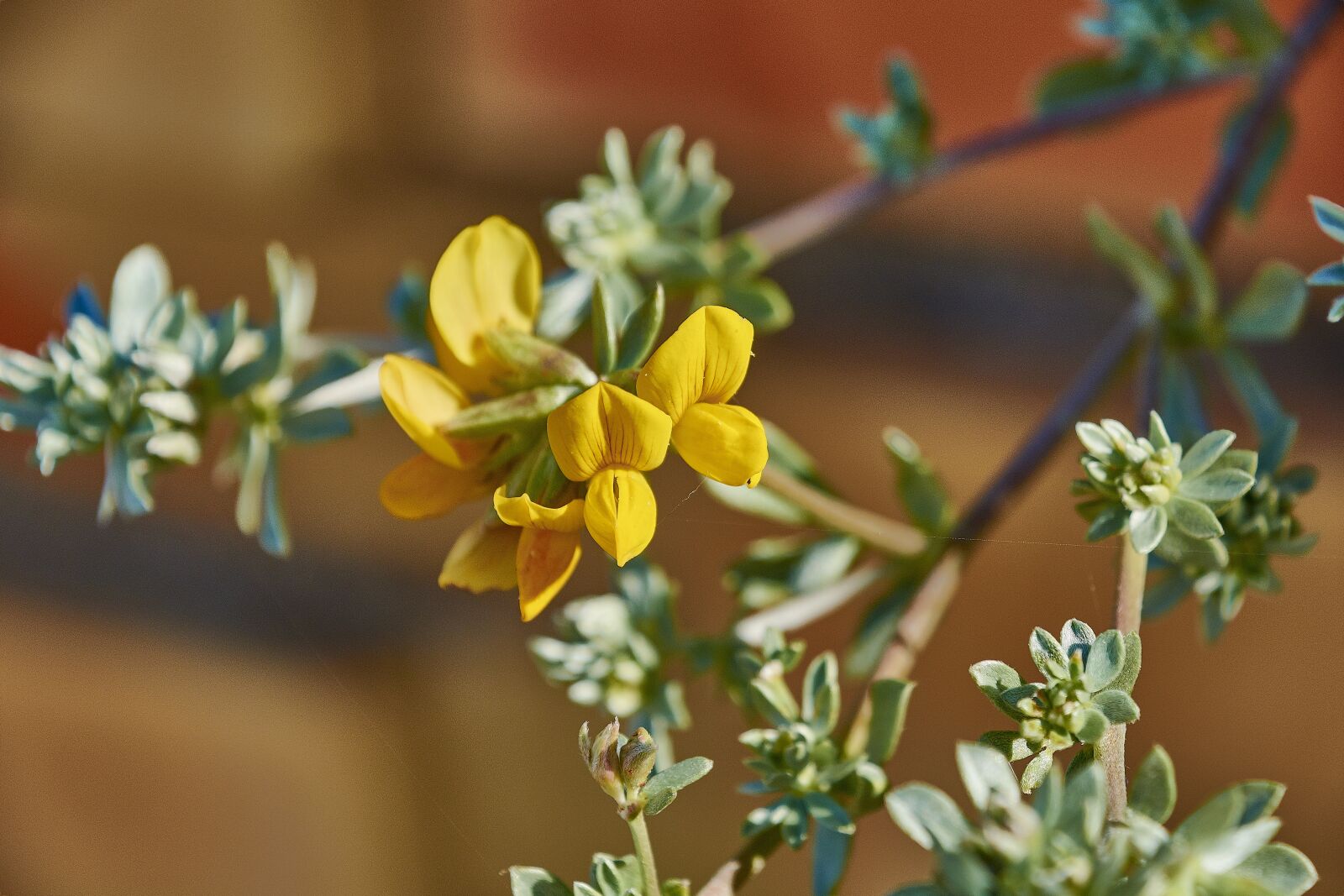 Nikon D7200 sample photo. Flower, garden, plant photography