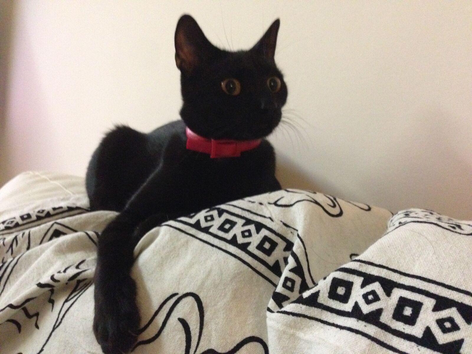 iPhone 5 back camera 4.12mm f/2.4 sample photo. Sofa, cat, black cat photography