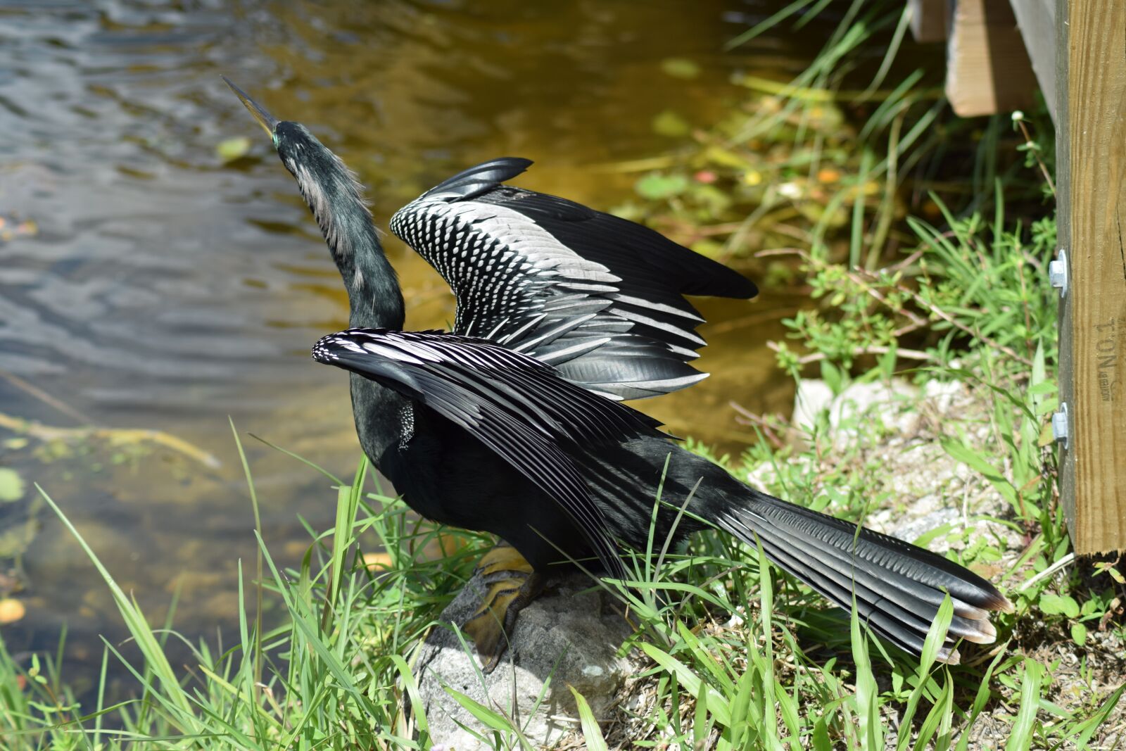 Nikon D5300 sample photo. Everglades, national park, anhinga photography