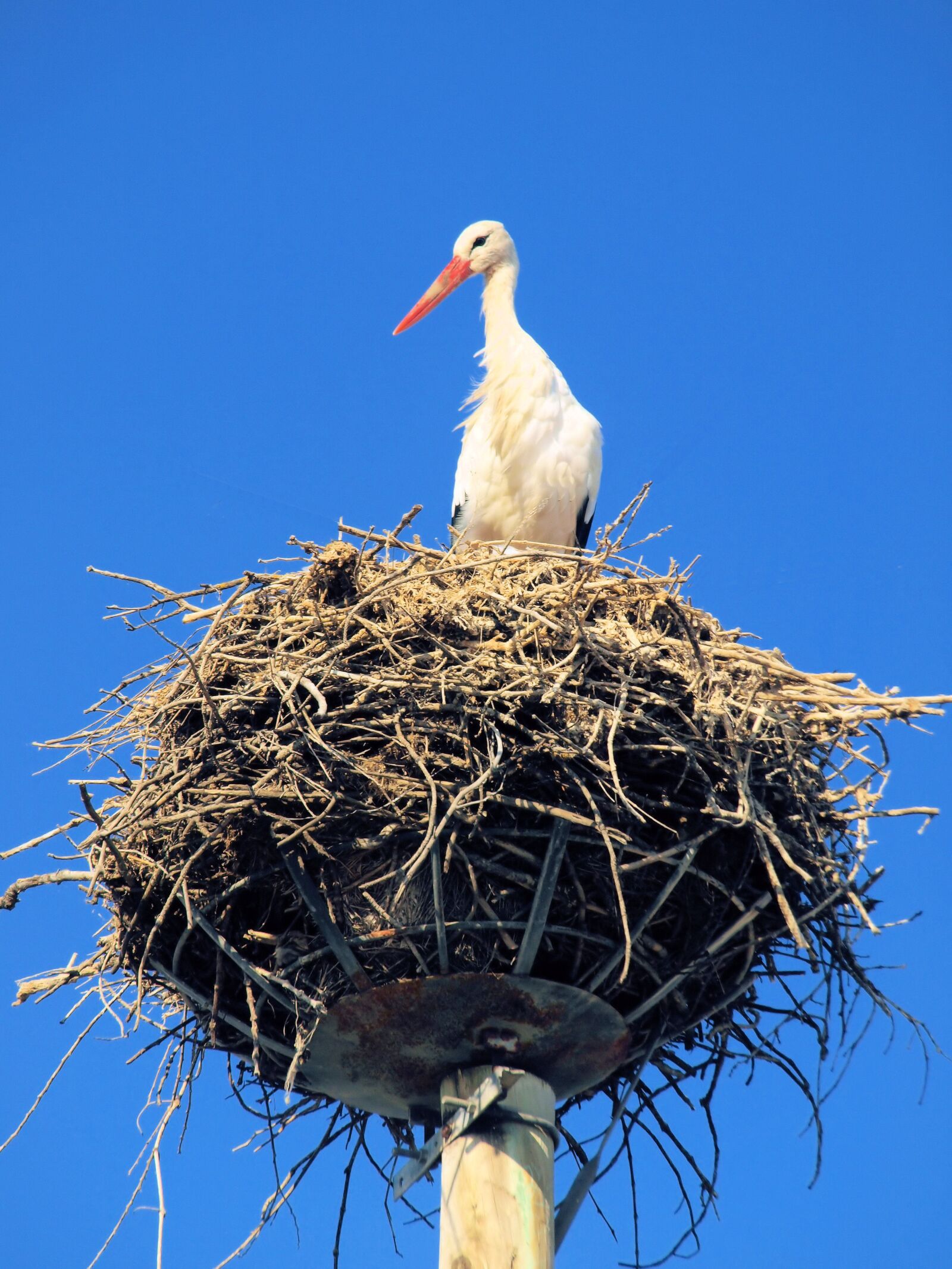 Olympus E-510 (EVOLT E-510) sample photo. Bird, stork, nest photography