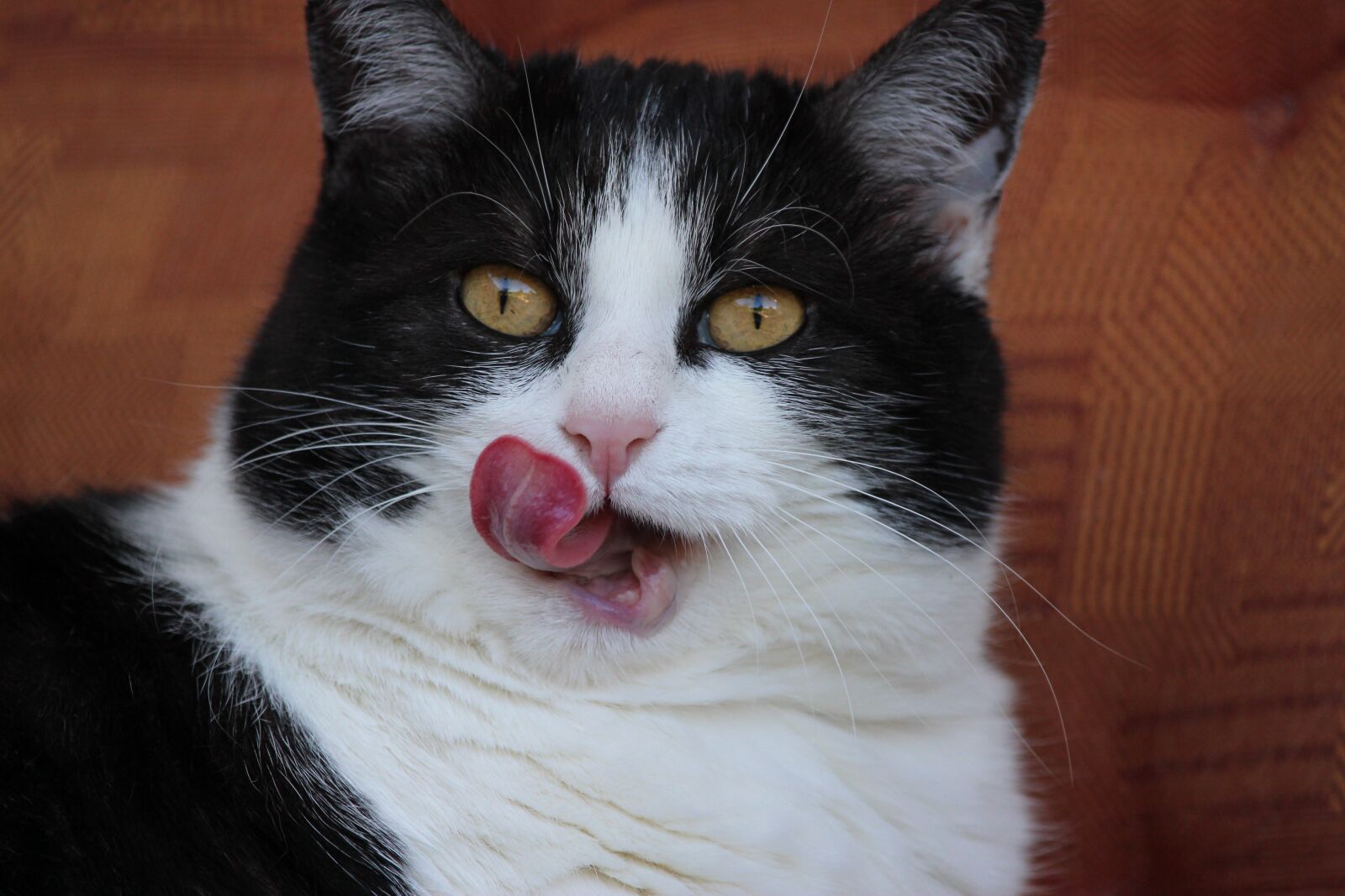 Canon EOS 600D (Rebel EOS T3i / EOS Kiss X5) sample photo. Cat, pet, cat tongue photography