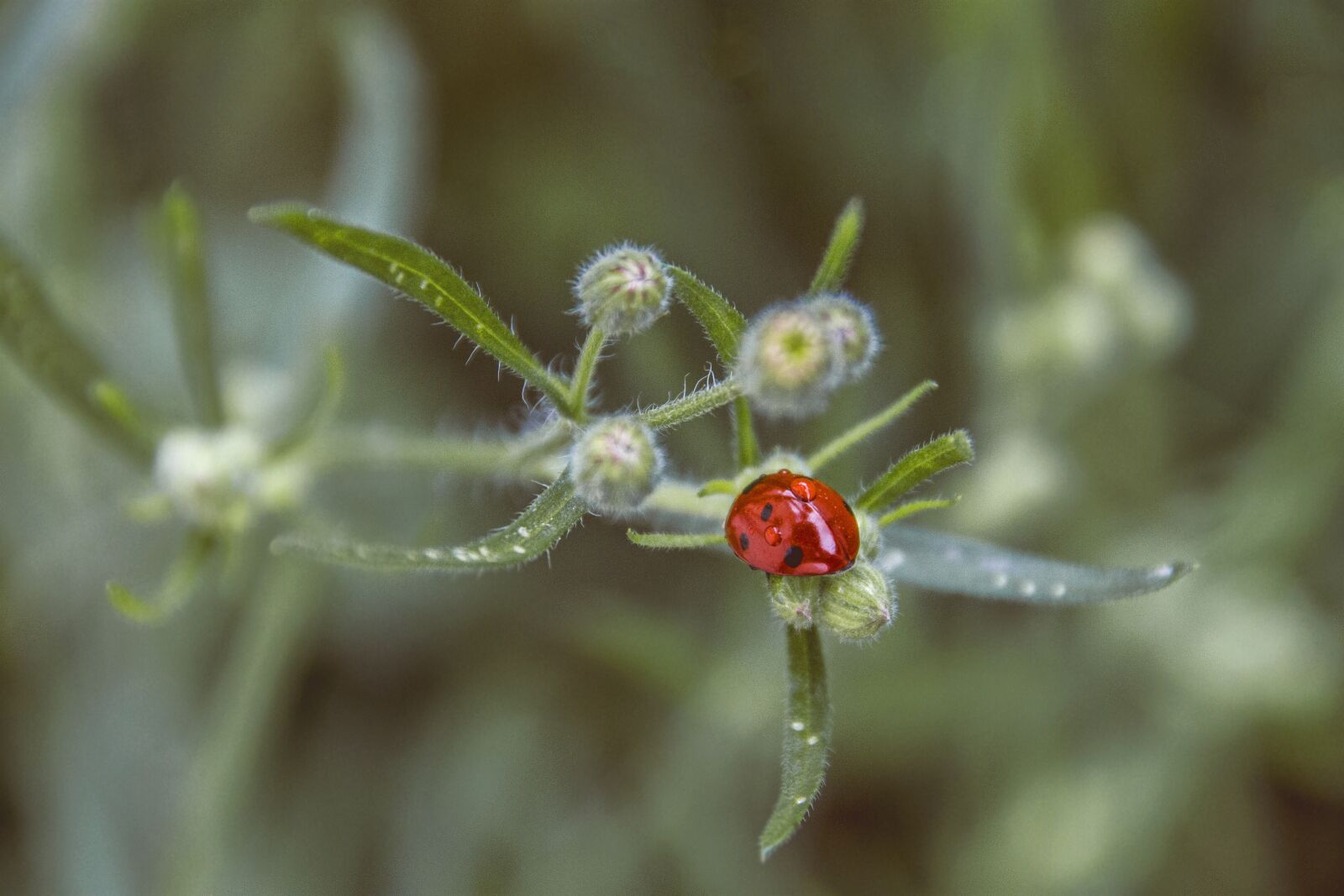 Canon EOS 1100D (EOS Rebel T3 / EOS Kiss X50) sample photo. Bug, ladybug, insect photography