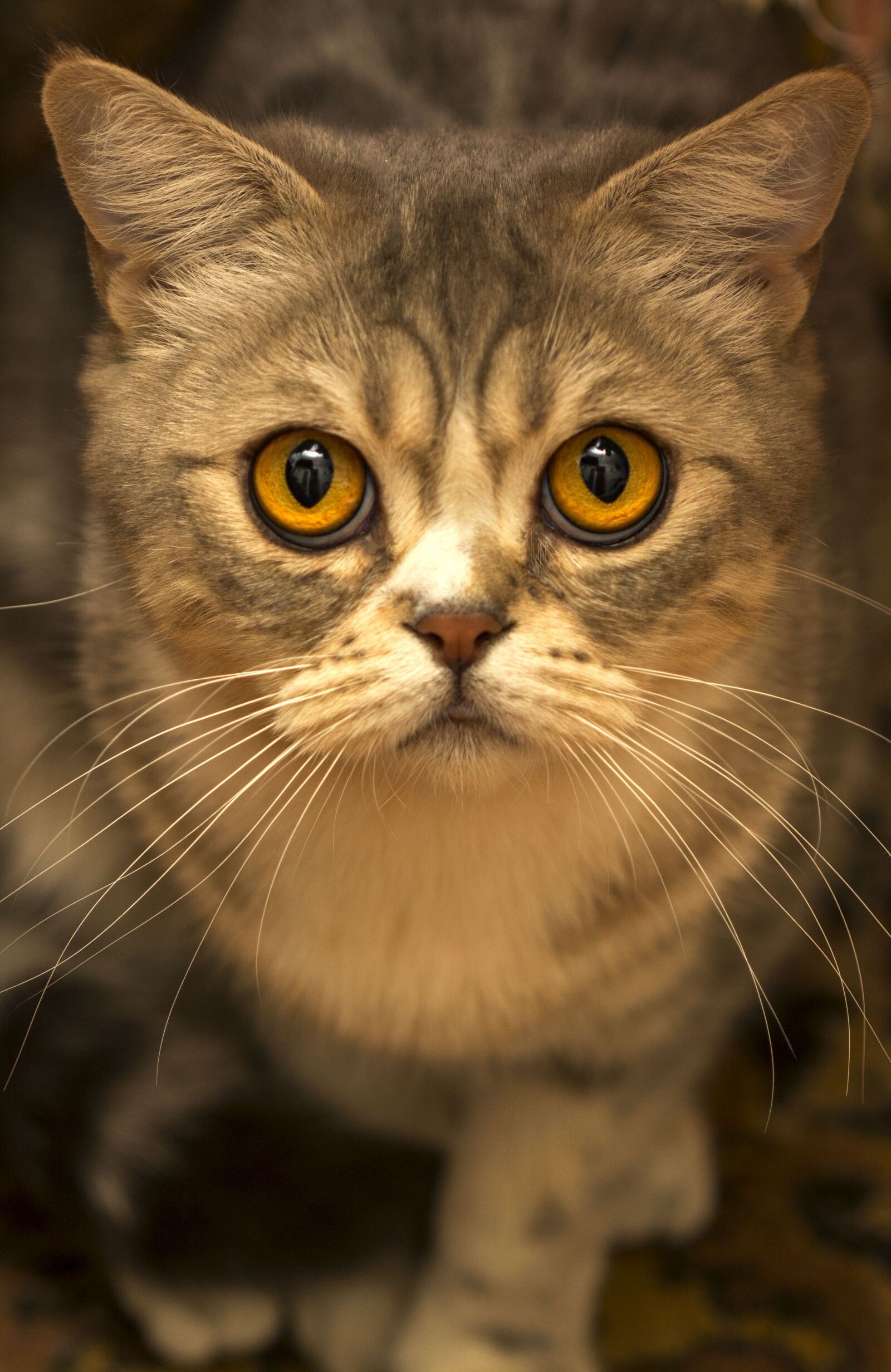 Canon EOS 60D + Canon EF 100mm F2.8 Macro USM sample photo. Cat, eyes, portrait photography