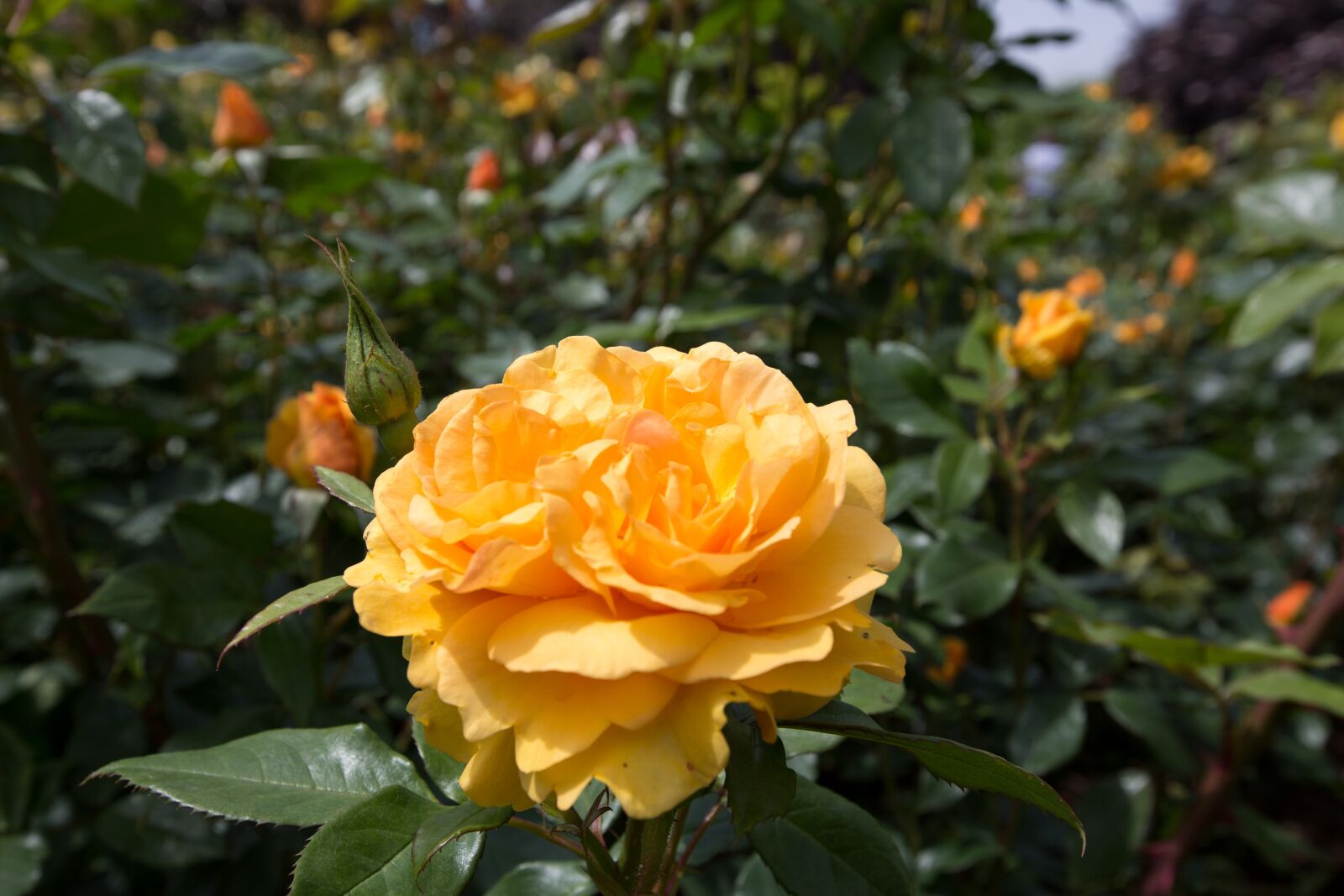 Canon EF 16-35mm F2.8L II USM sample photo. Plants, borders, wisley photography