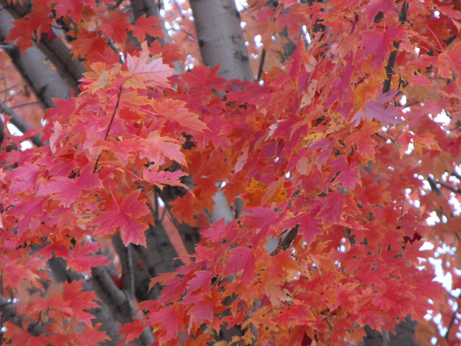 Fujifilm FinePix S1000fd sample photo. Red maple, leaves, autumn photography
