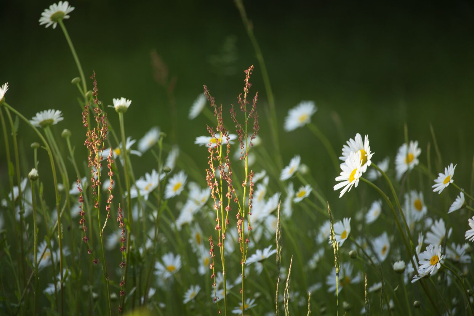 Canon EF-S 55-250mm F4-5.6 IS STM sample photo. Meadow, garden, daisies photography
