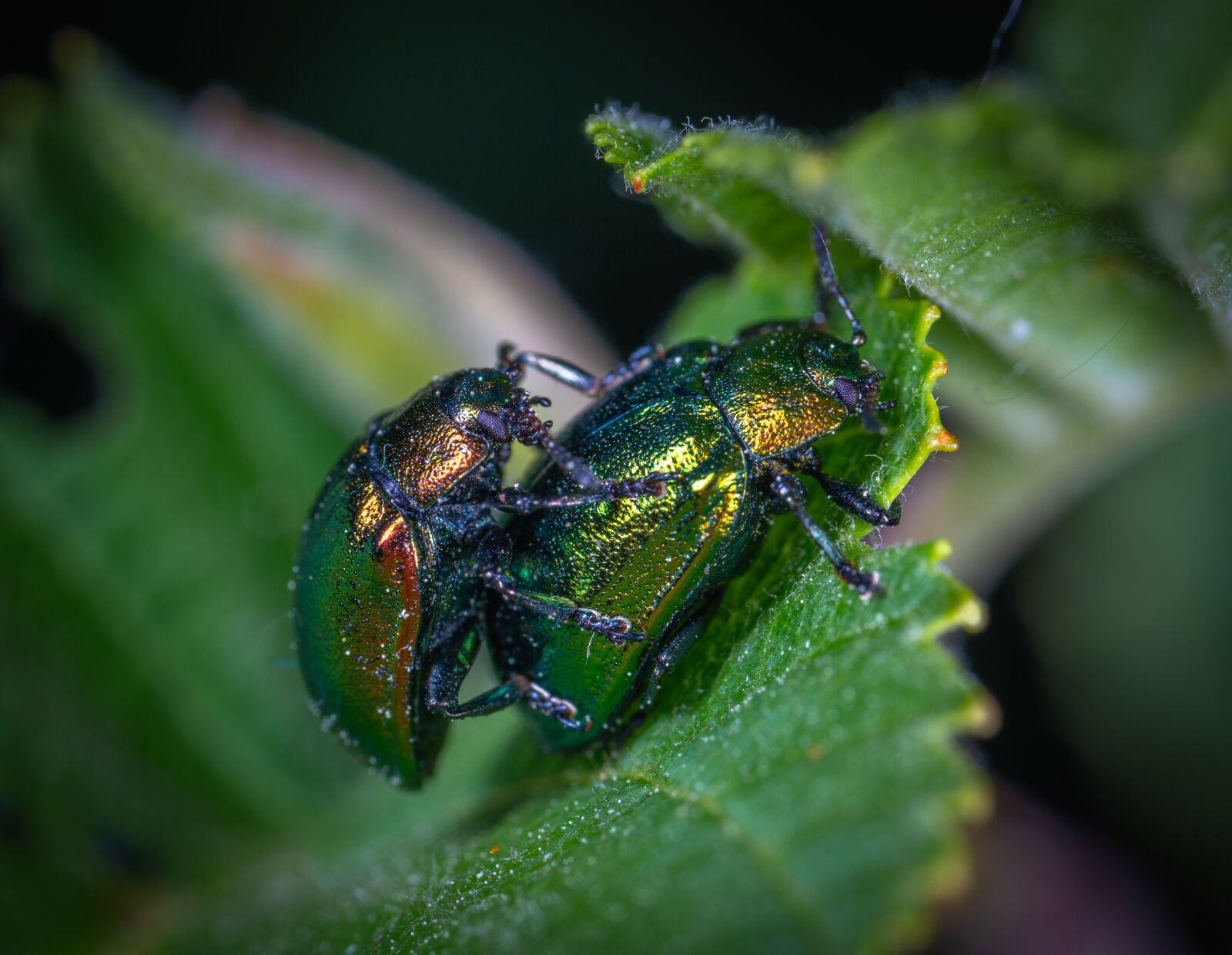 Sony a7R II sample photo. Macro, insect, beetle photography