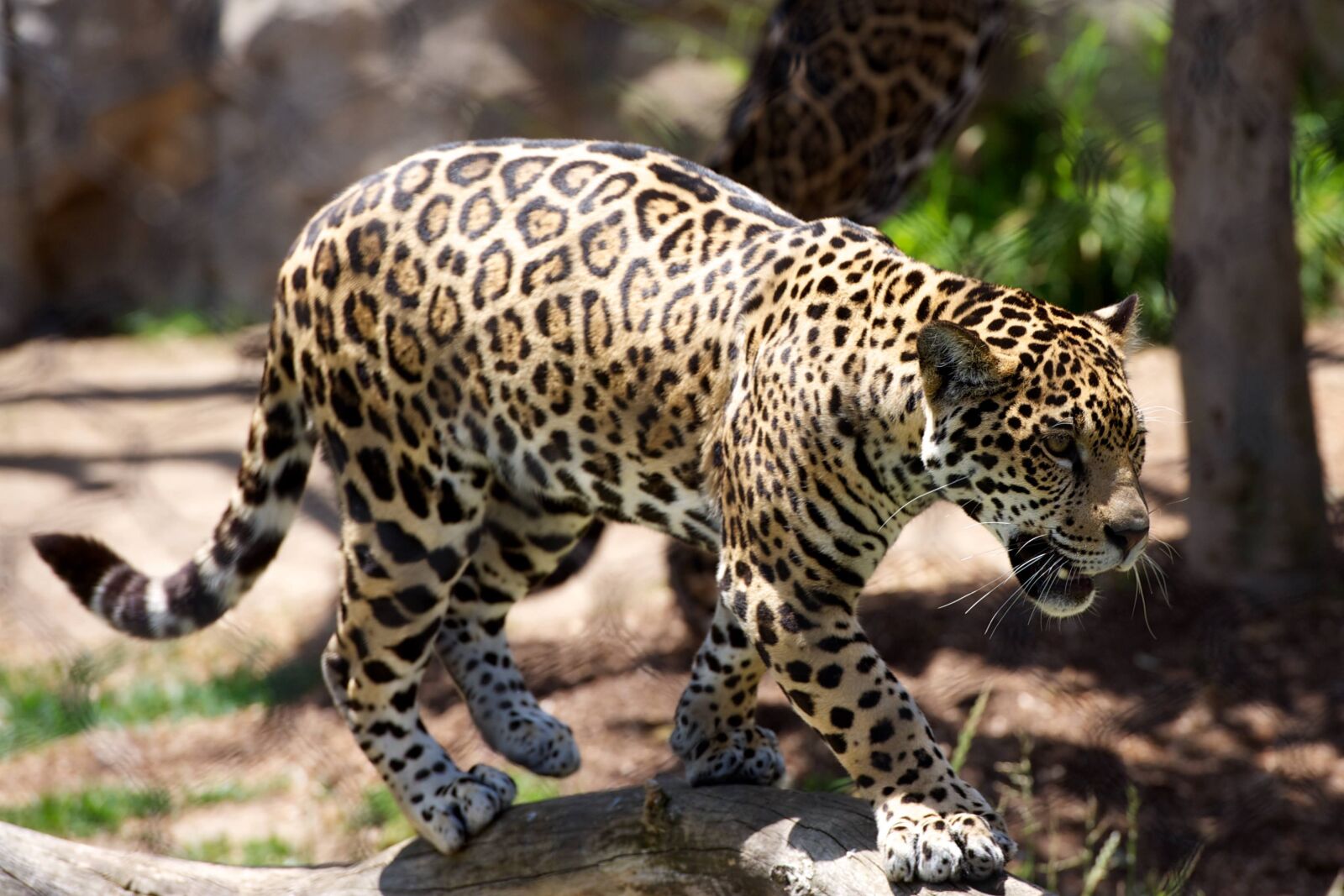 Nikon D700 sample photo. Animal, leopard, big cat photography